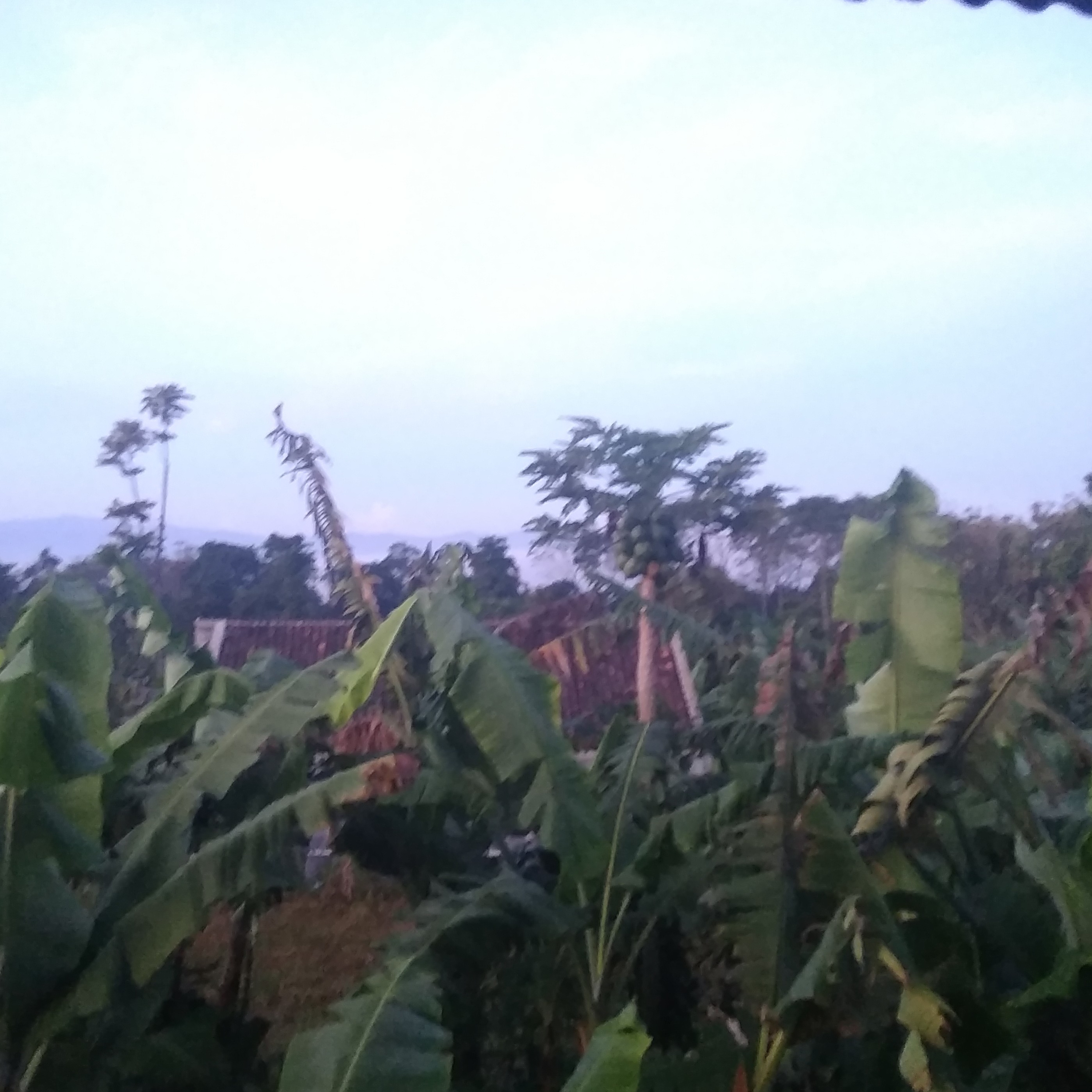 Aksara_Pujanggaku