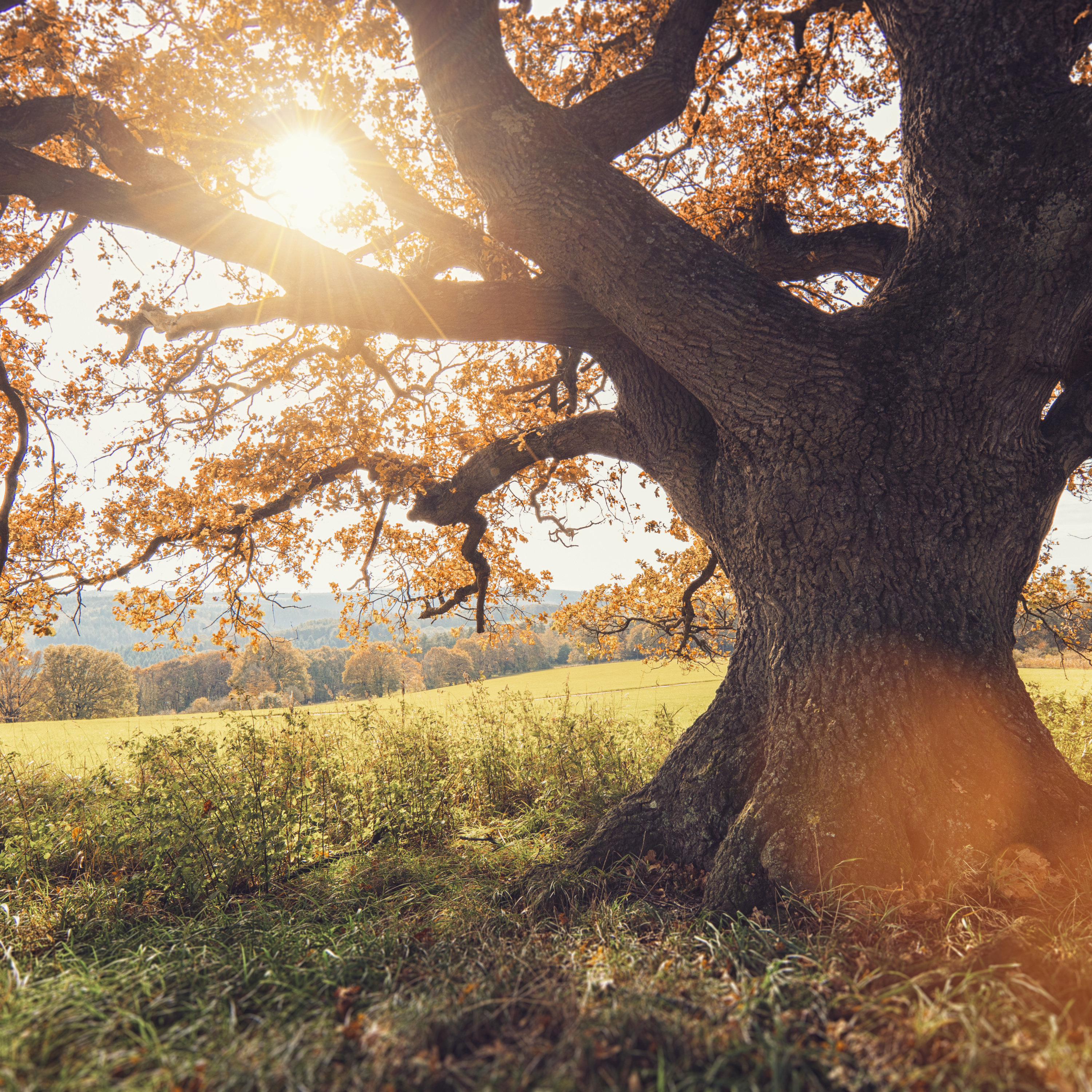 Meditación Soy una semilla