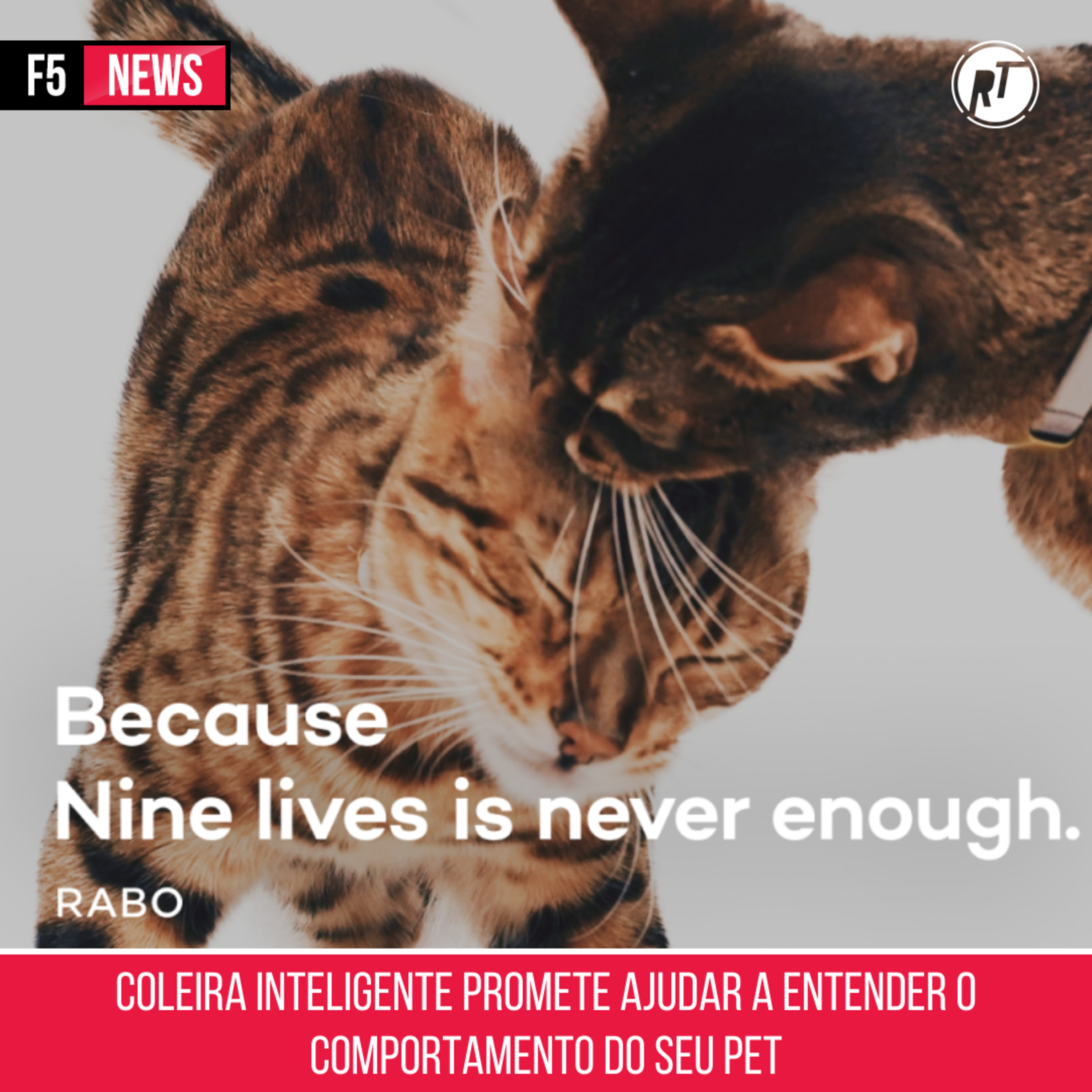 Coleira inteligente promete ajudar a entender o comportamento do seu pet episode artwork
