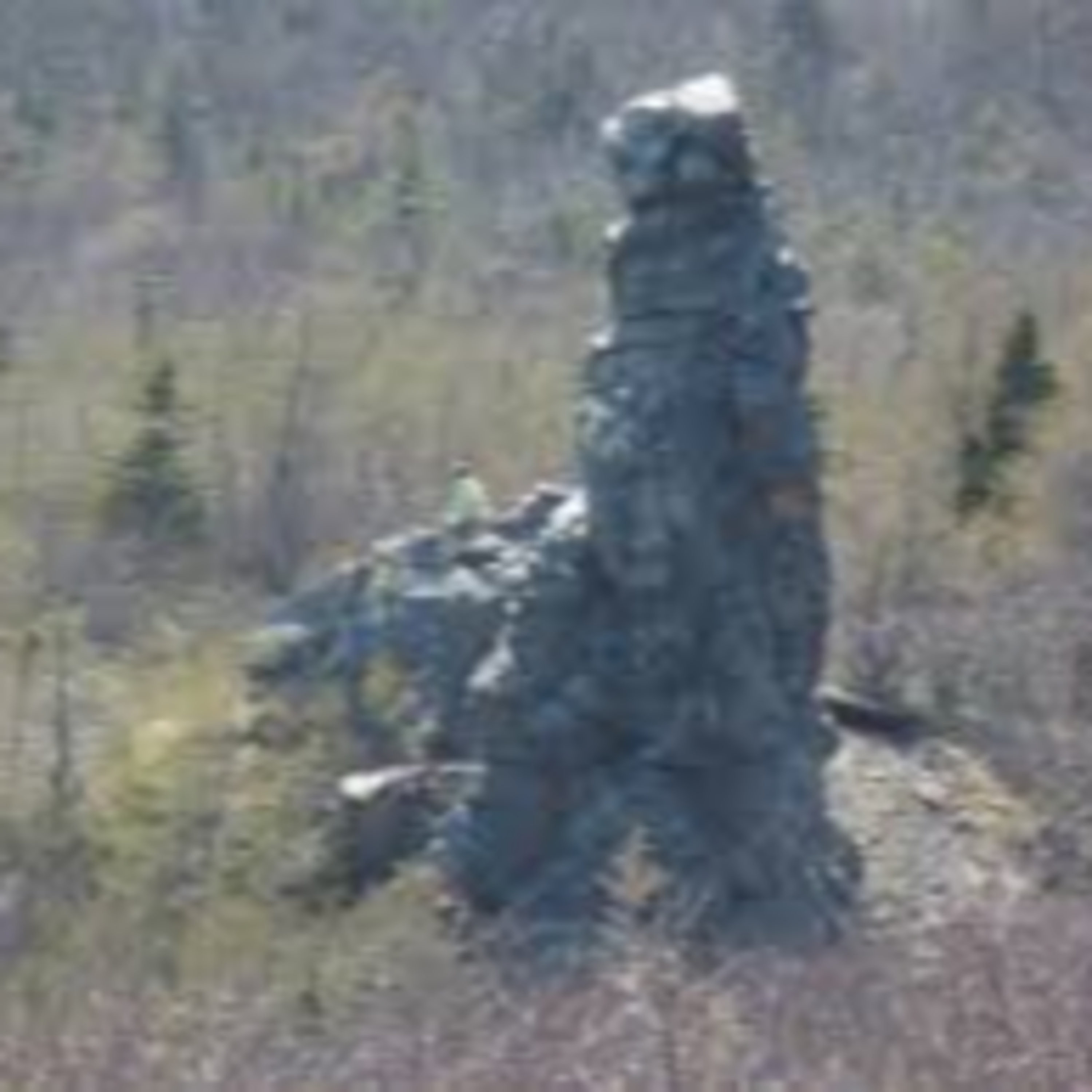 Stone Man of Trout Harbour episode artwork