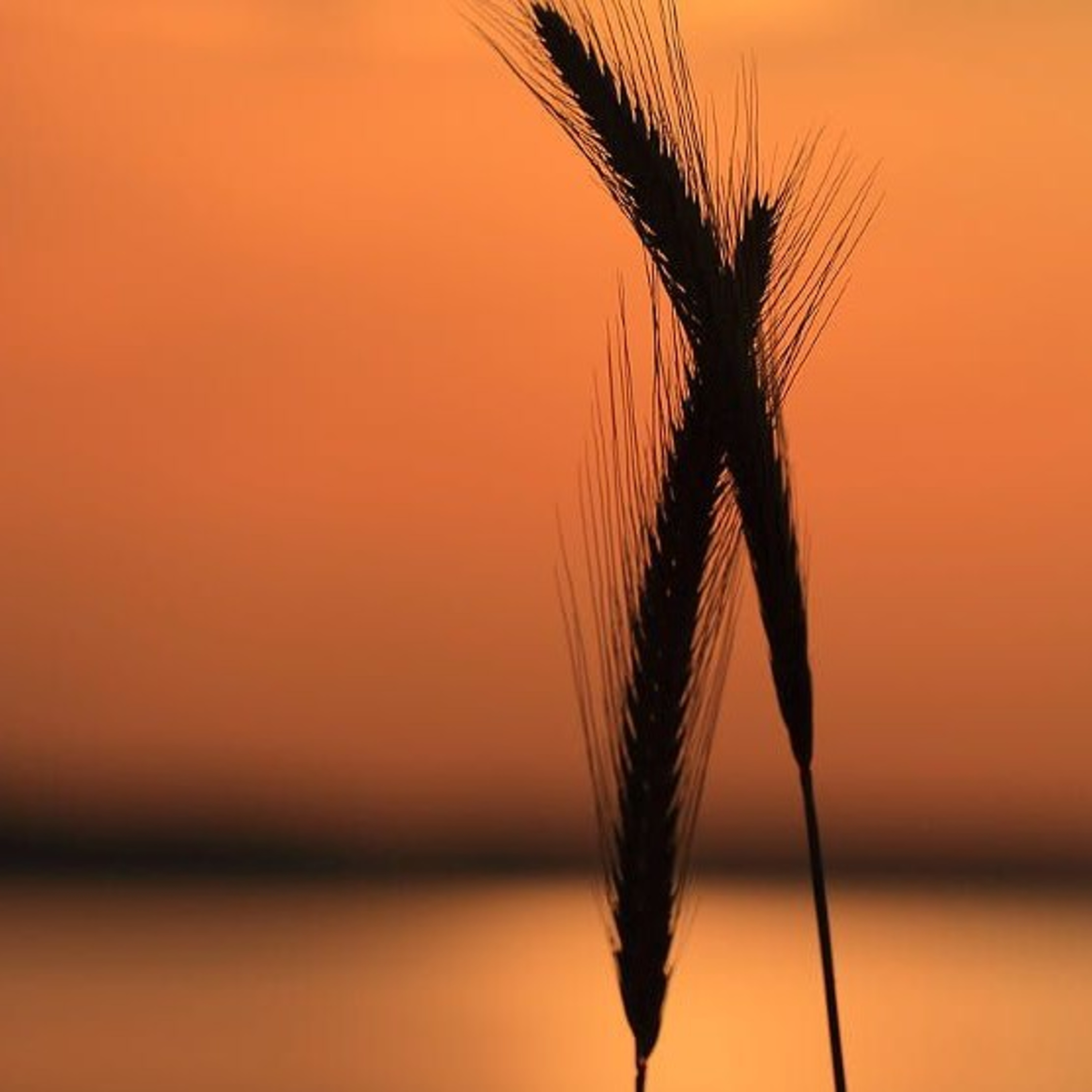 Yang Hilang Pasti Akan Pulang