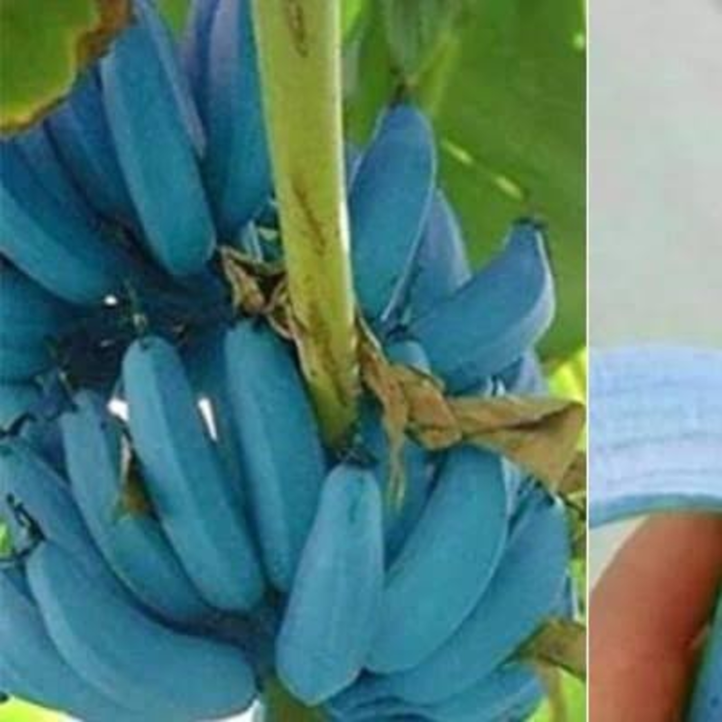 Blue Java Banana episode artwork