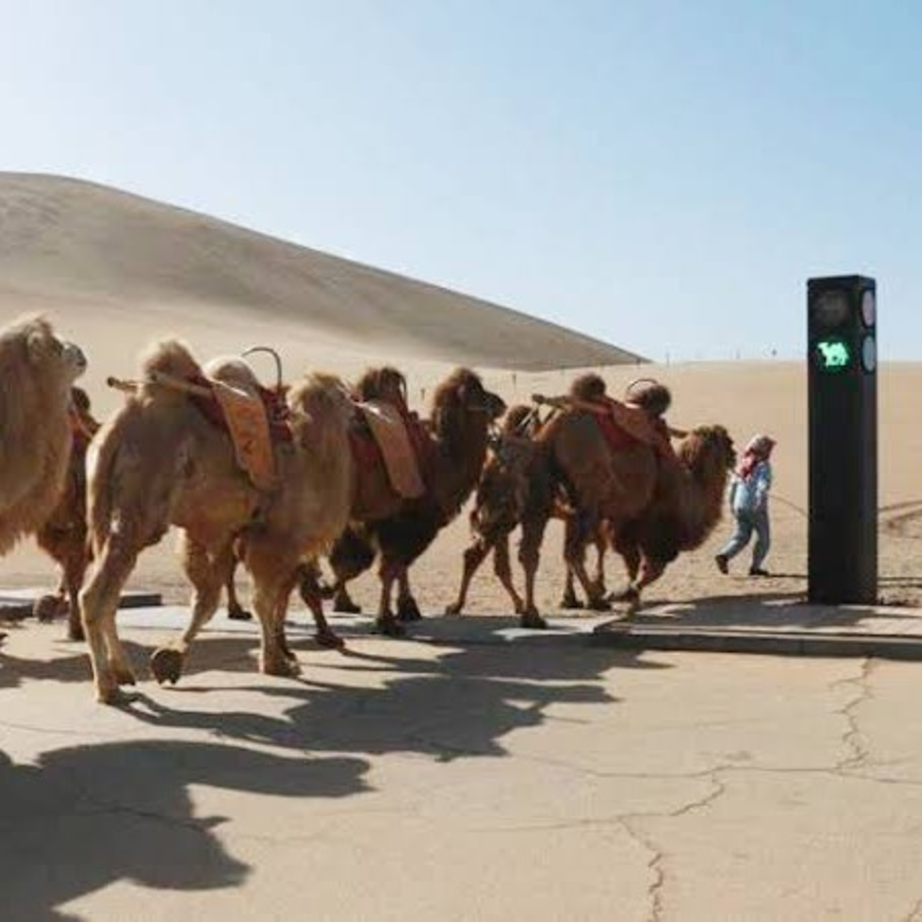 Taffic signals for camels episode artwork