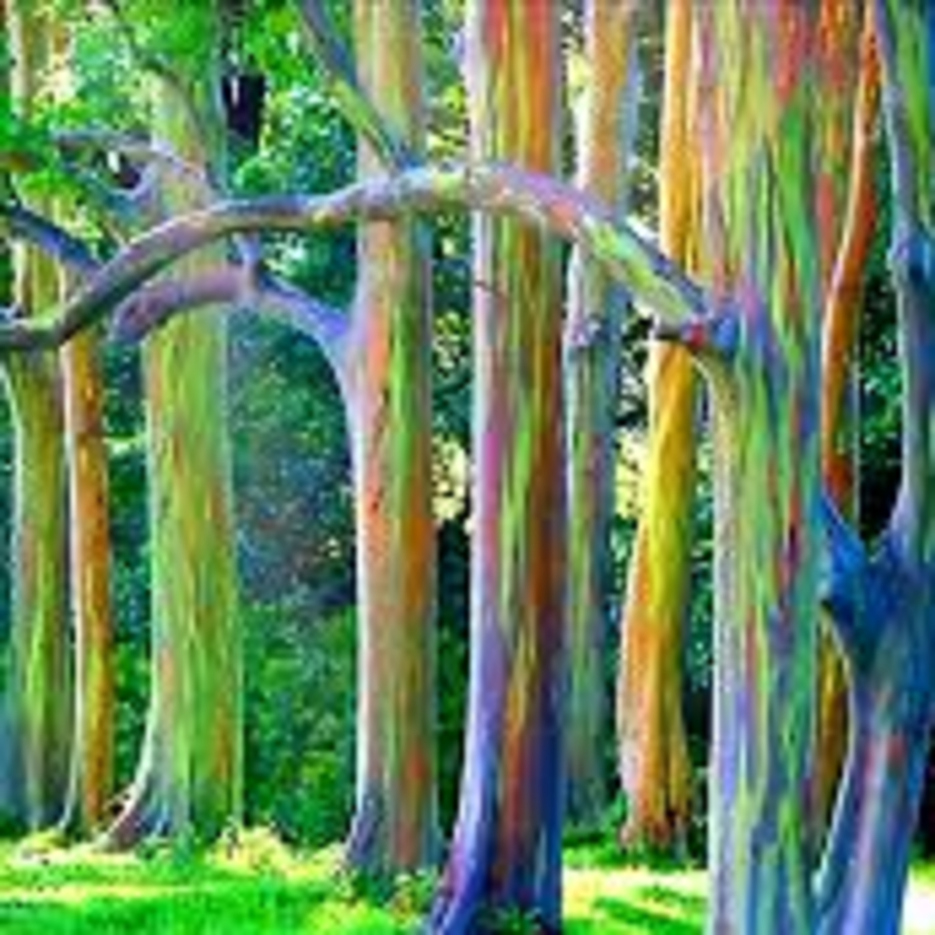 Rainbow Eucalyptus