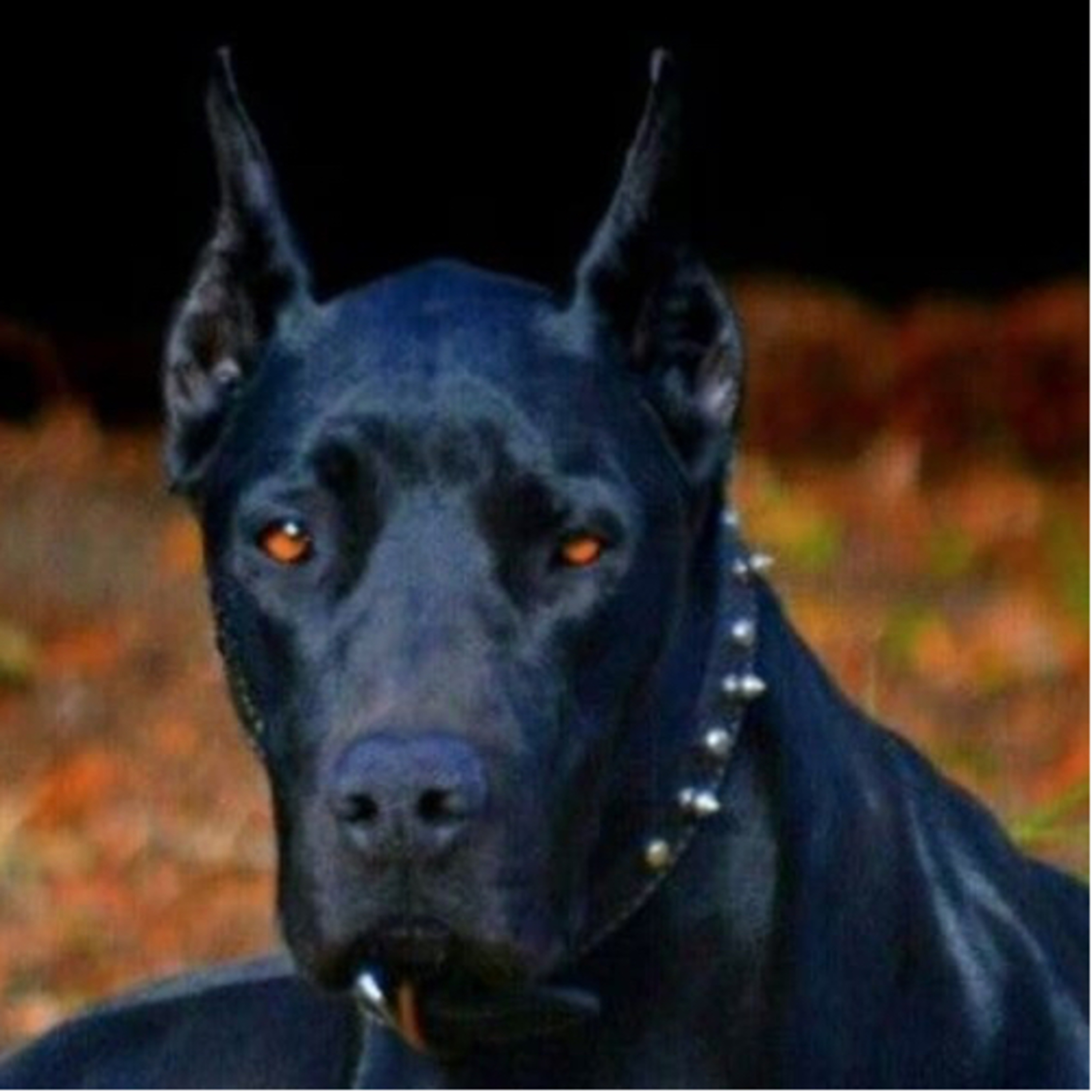 El Perro Negro de Ojos Rojos