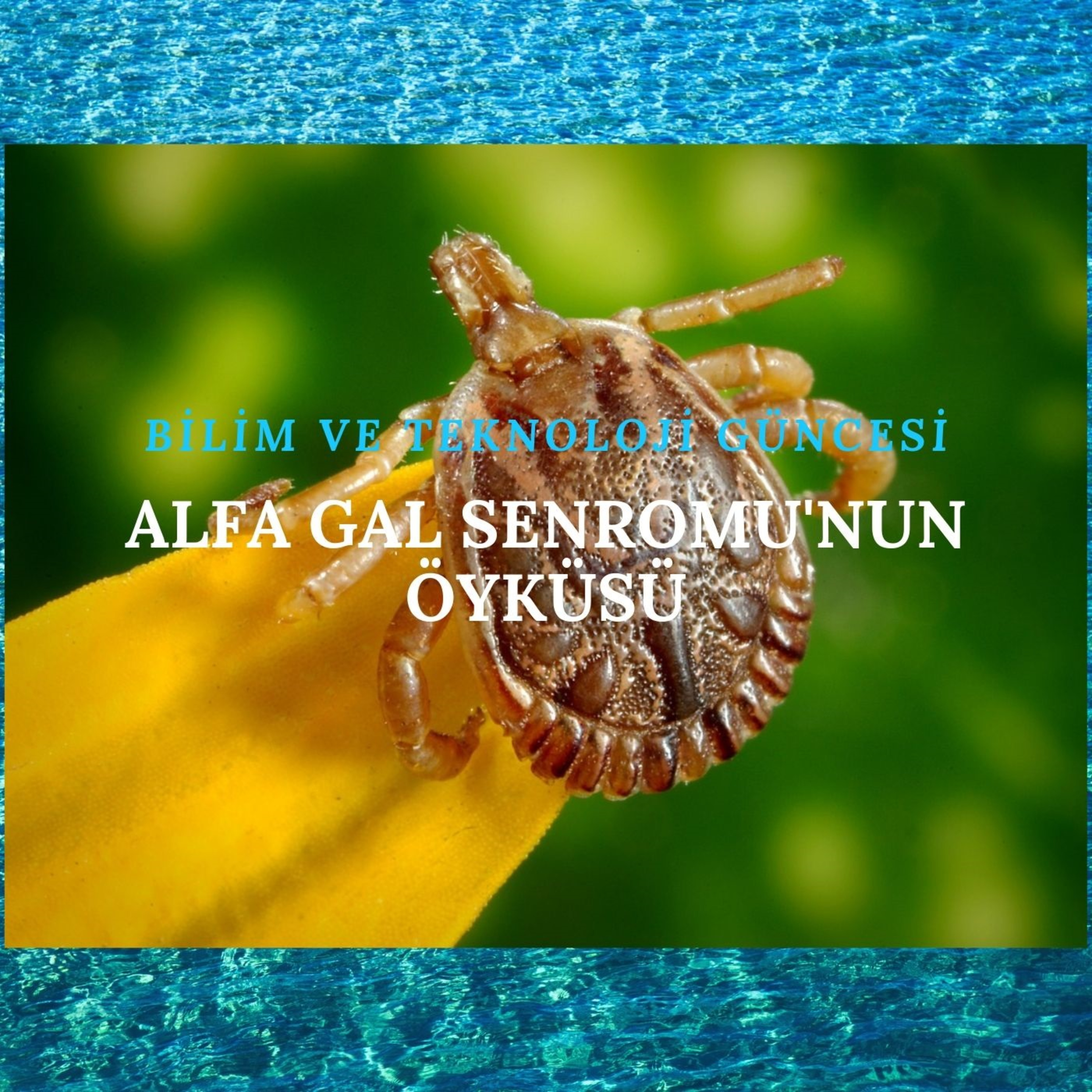 Alfa Gal Sendromu'nun Öyküsü