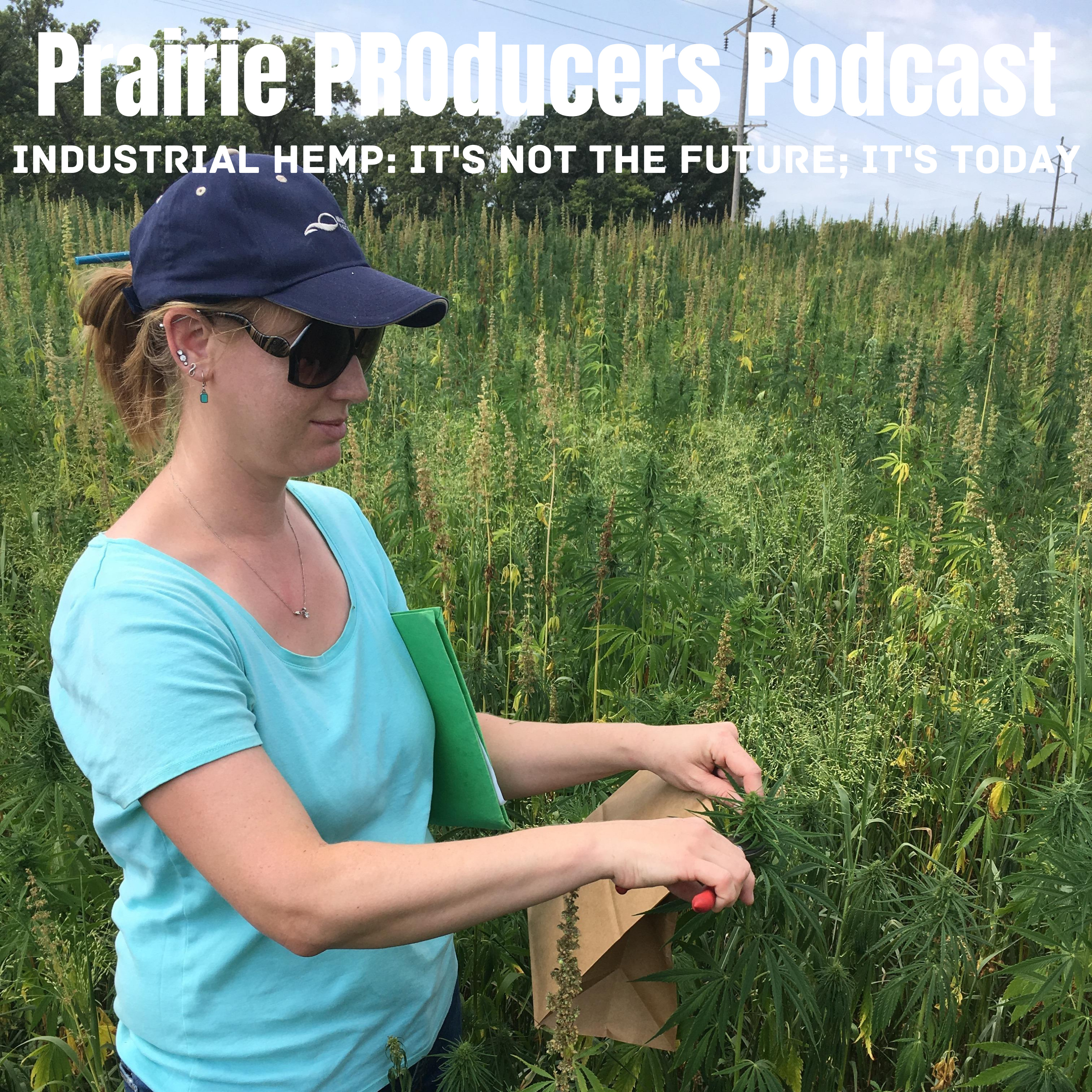 Prairie PROducers Podcast | industrial hemp: it\'s not the future; it\'s today