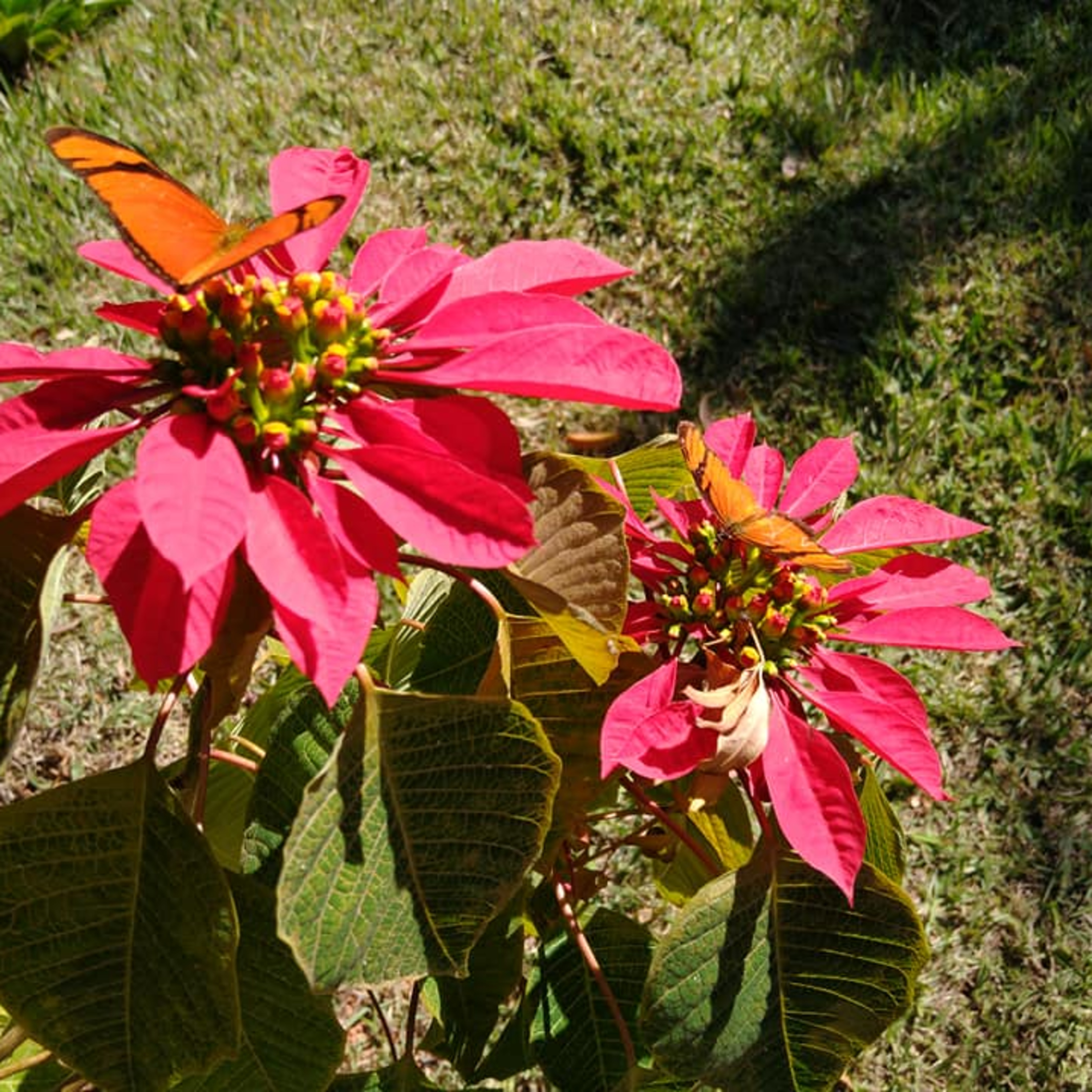 Darlane Nunes / Bibliotecária