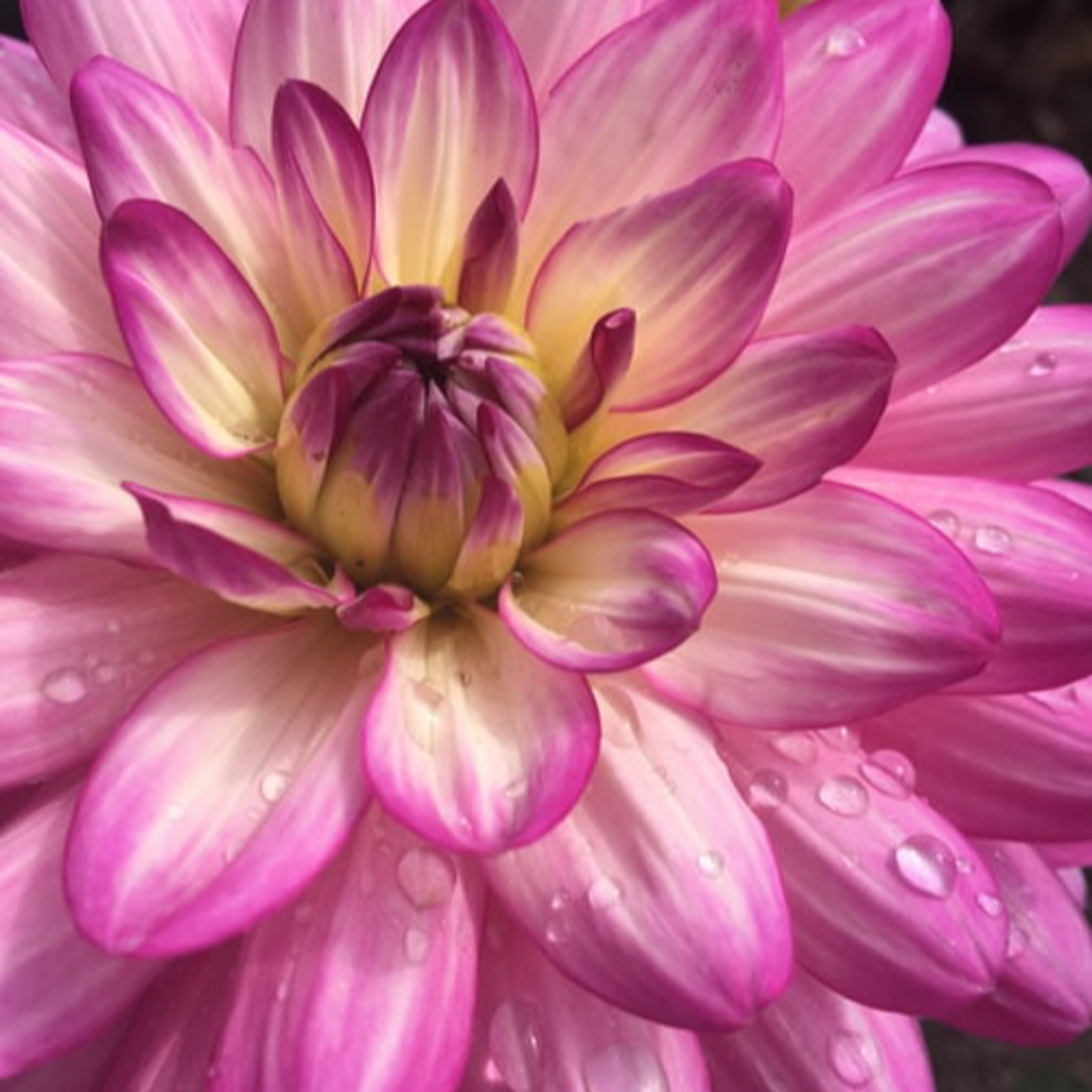 Darlane Nunes / Bibliotecária