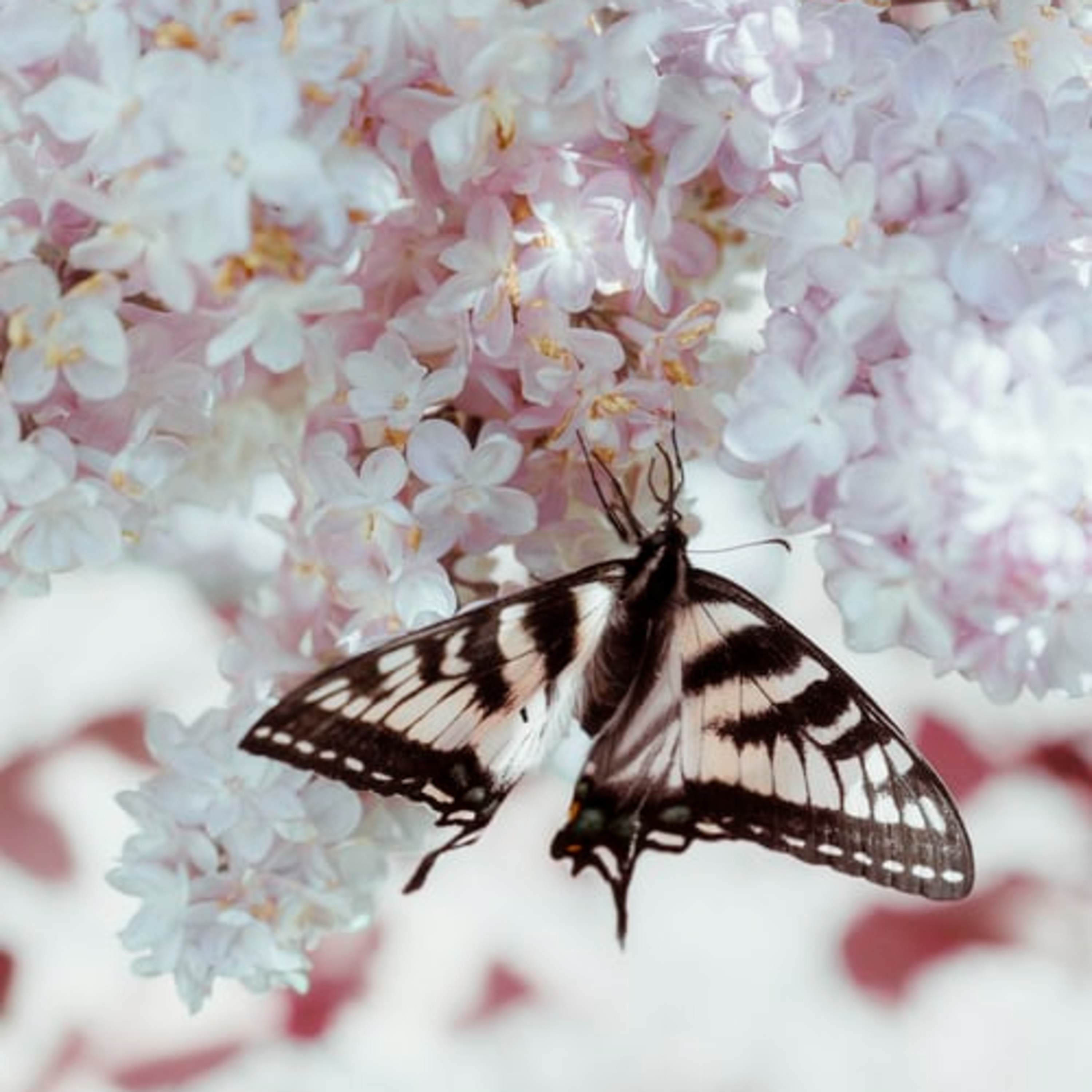 Darlane Nunes / Bibliotecária