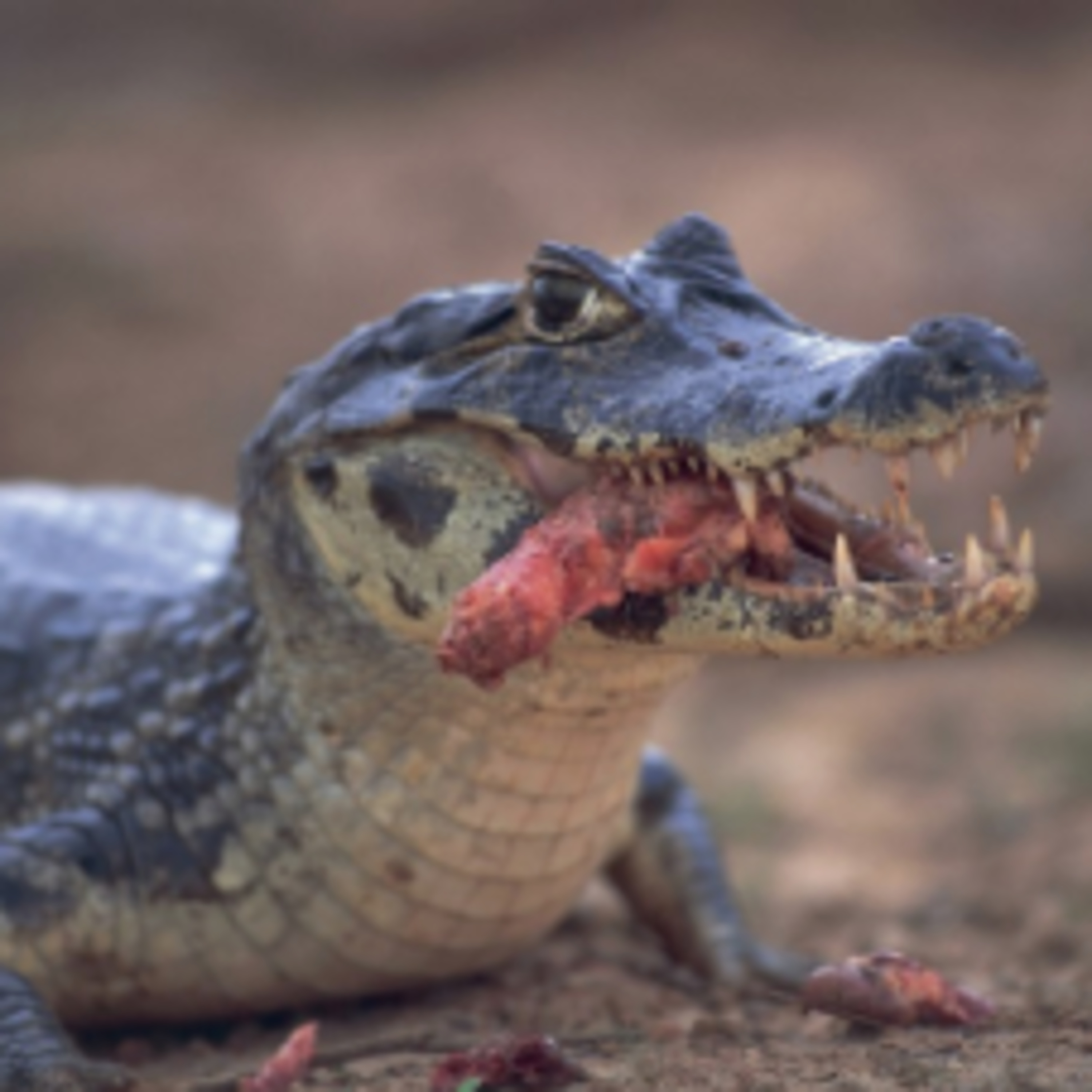 Reptile World
