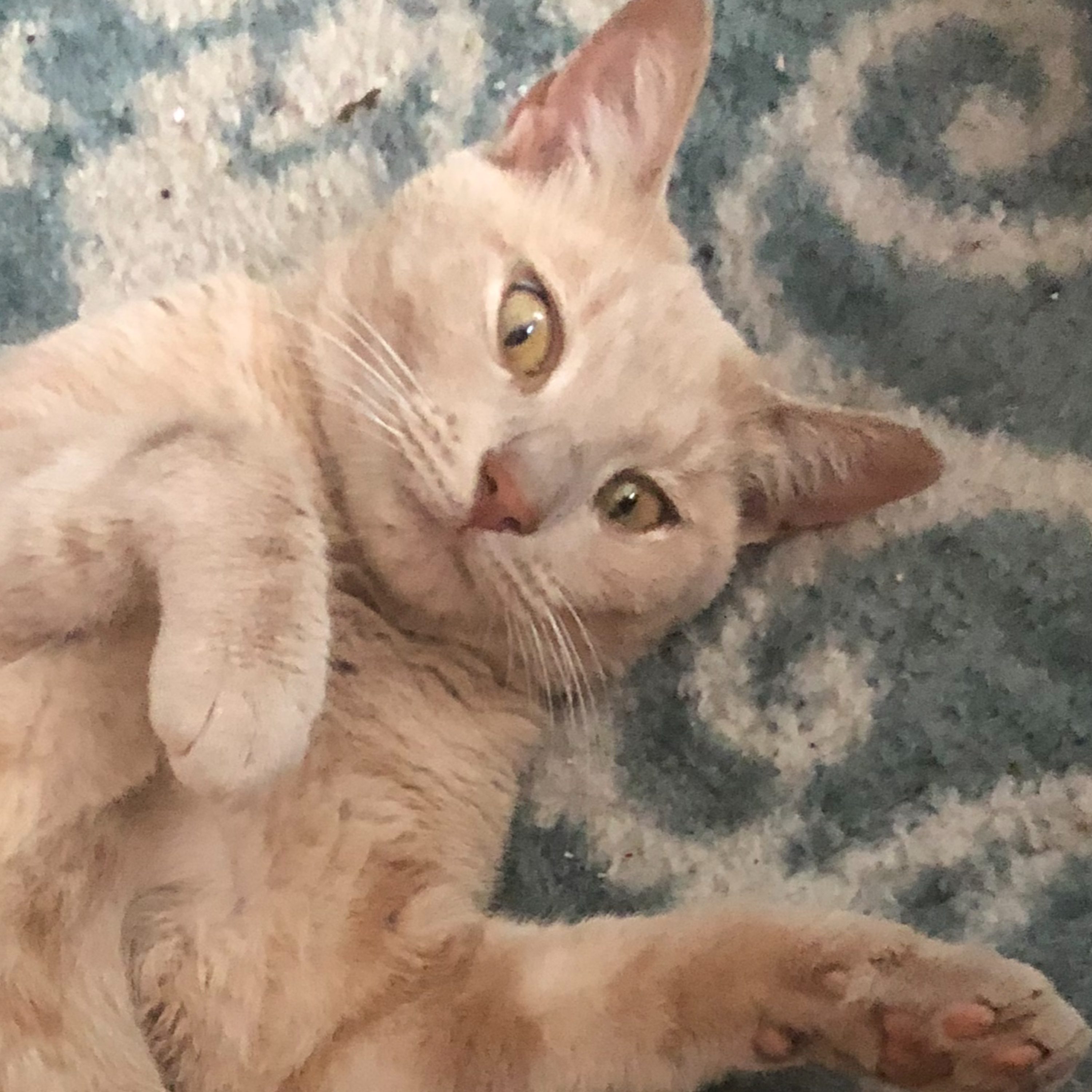 E871 - What a Cat Taught Me About Running a Sandbox Campaign (and it doesn't have to do with kitty litter) episode artwork