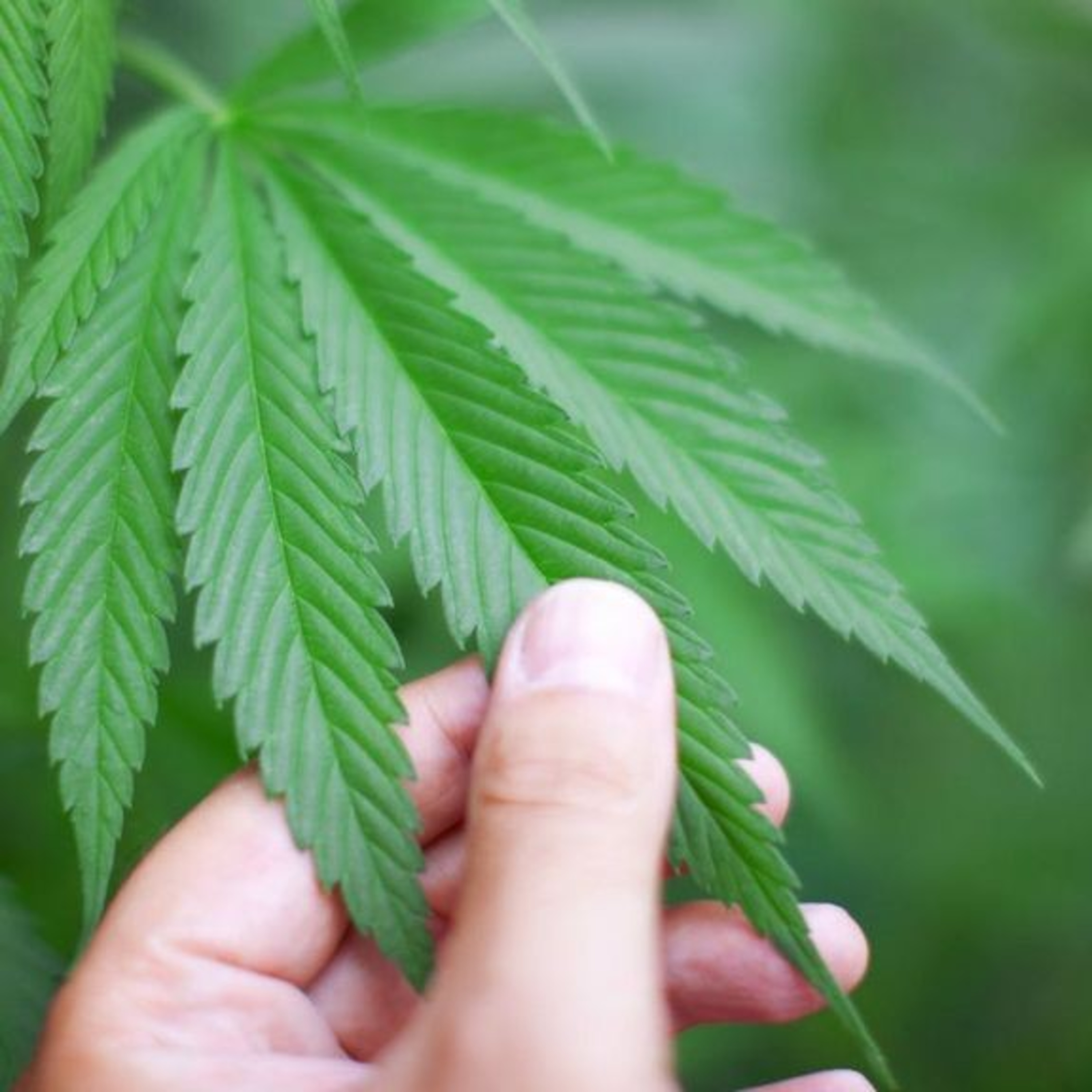 Editor's Notes with Cy Williams - E12 - Cannabis and Religion  episode artwork