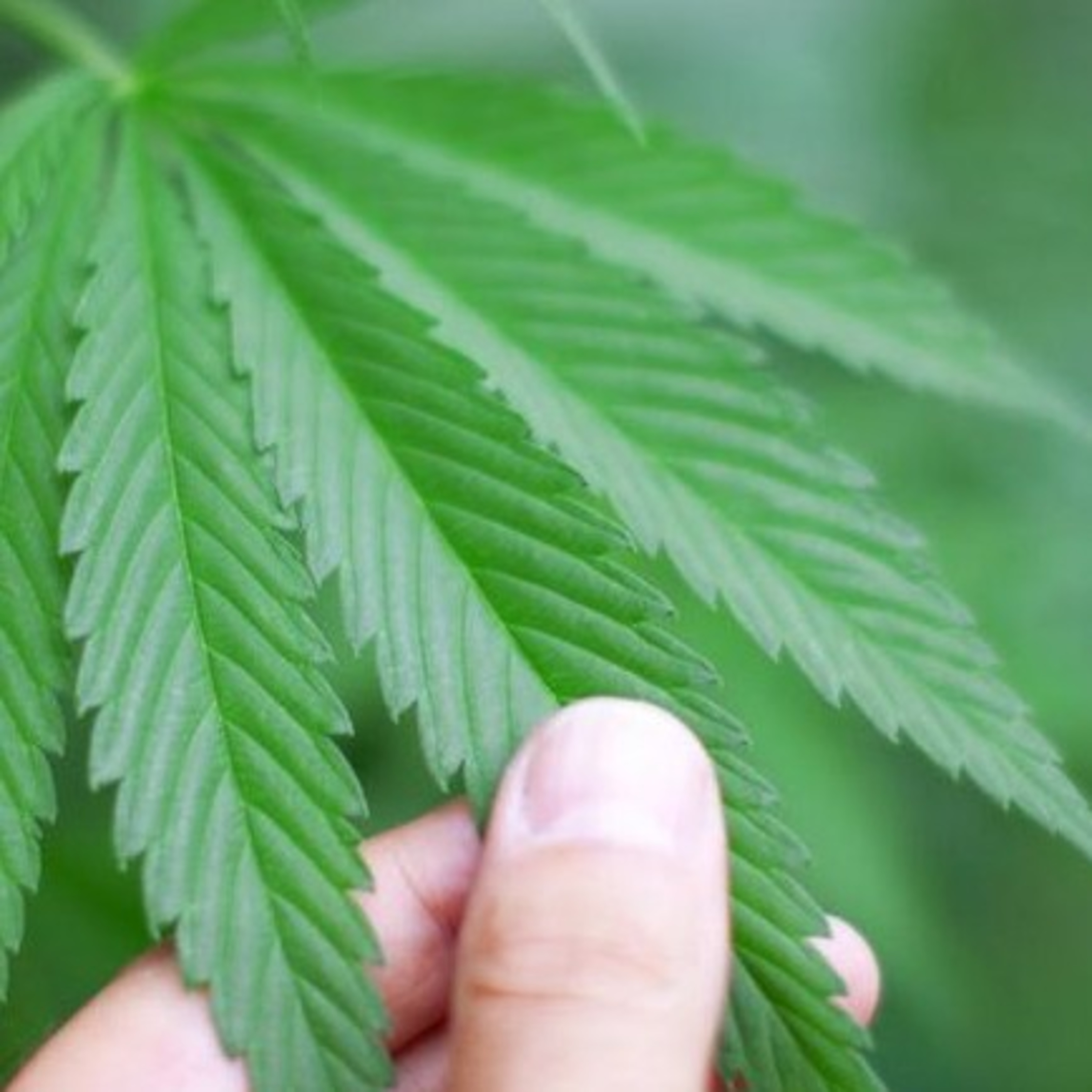 HCM Interviews Dr. Bud. episode artwork
