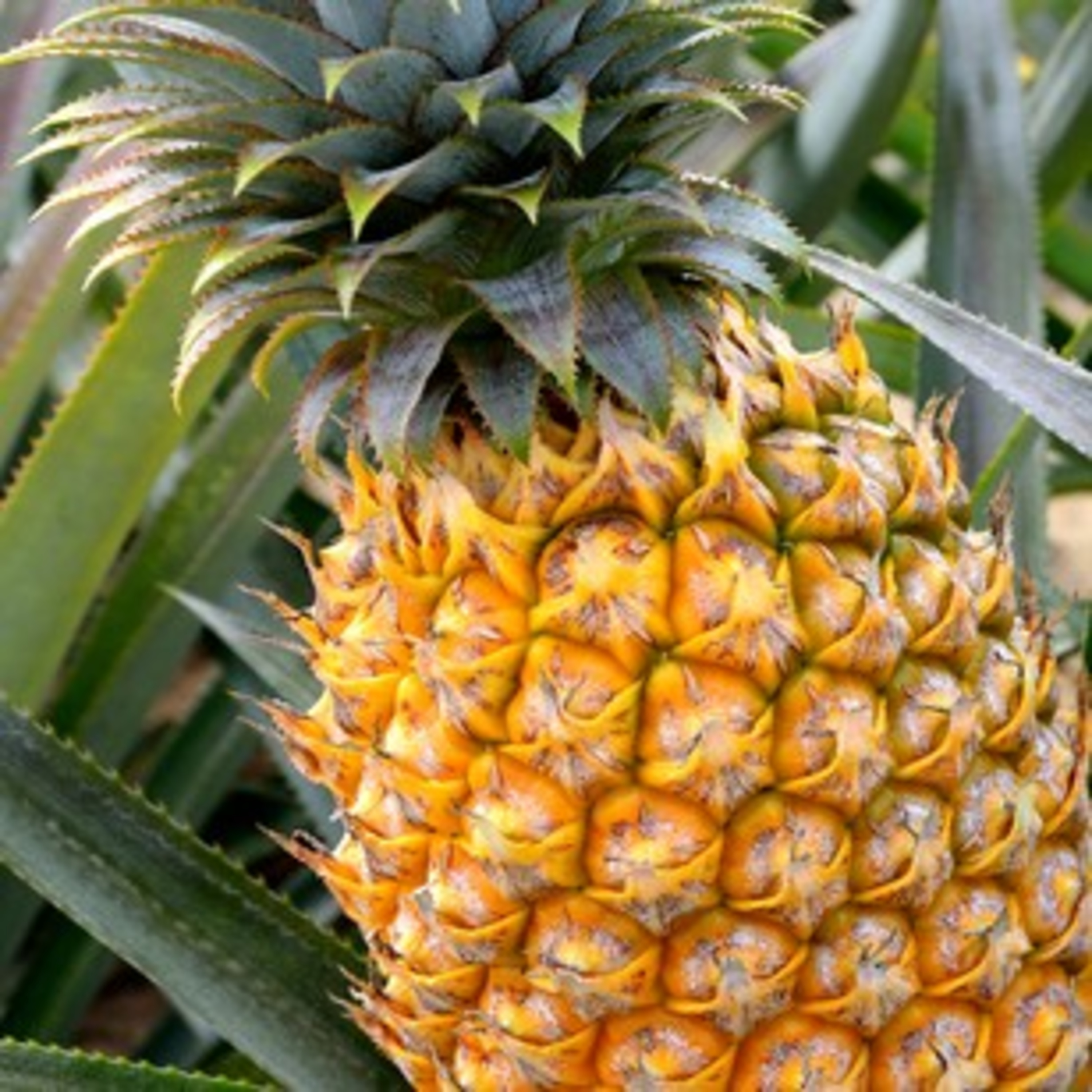 Editor's Notes with Cy Williams - E16 - The Pineapple 🍍 doesn't fall far.. episode artwork