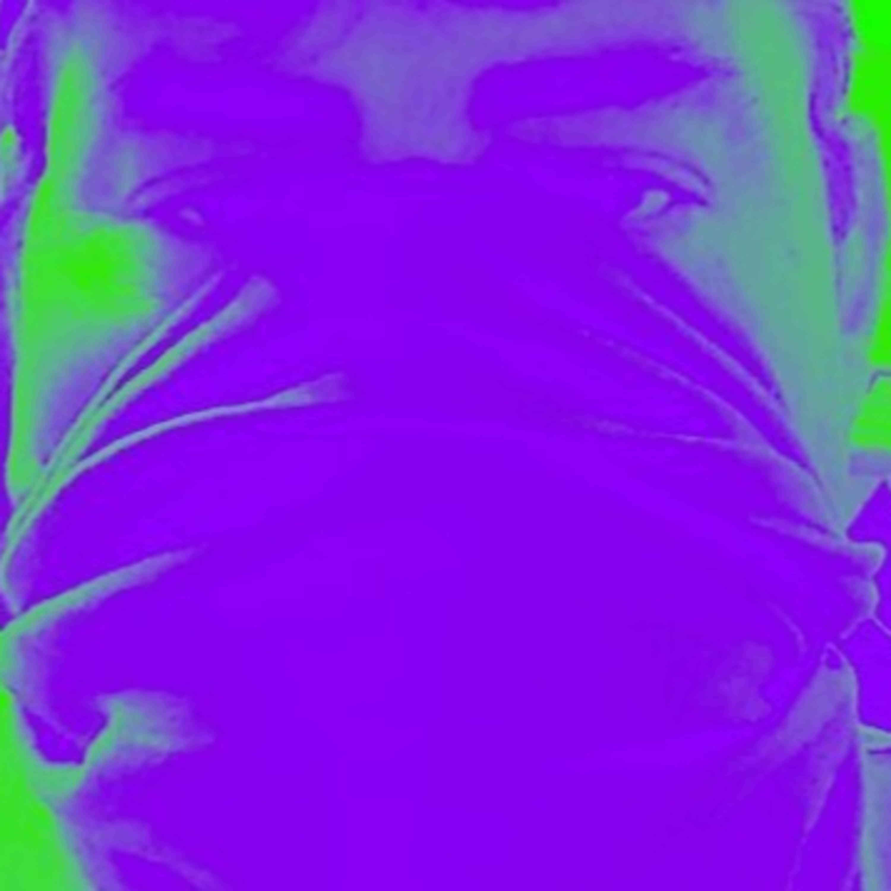 The Burning Bridges Show