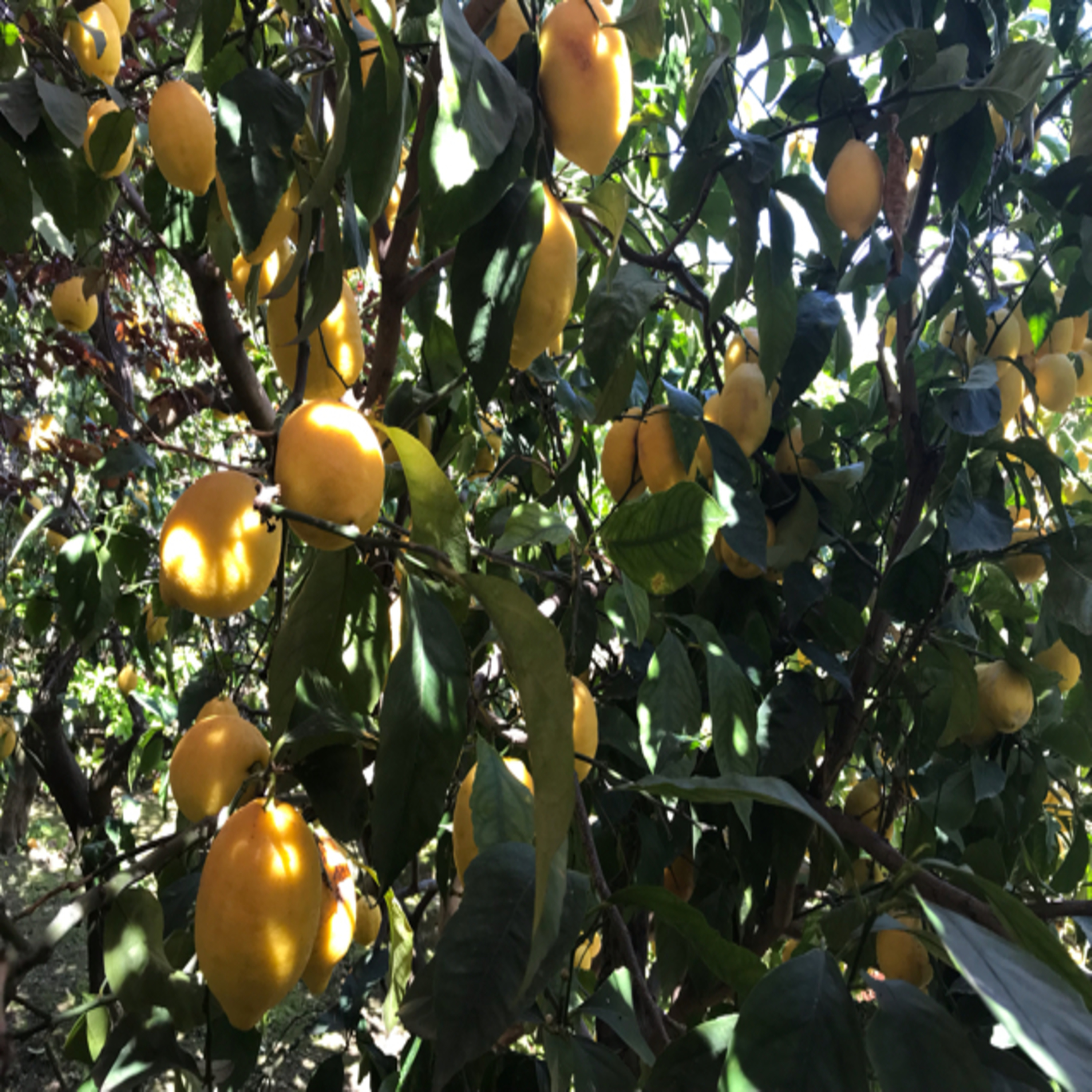 Stories Out Loud (for students who struggle with visual reading)