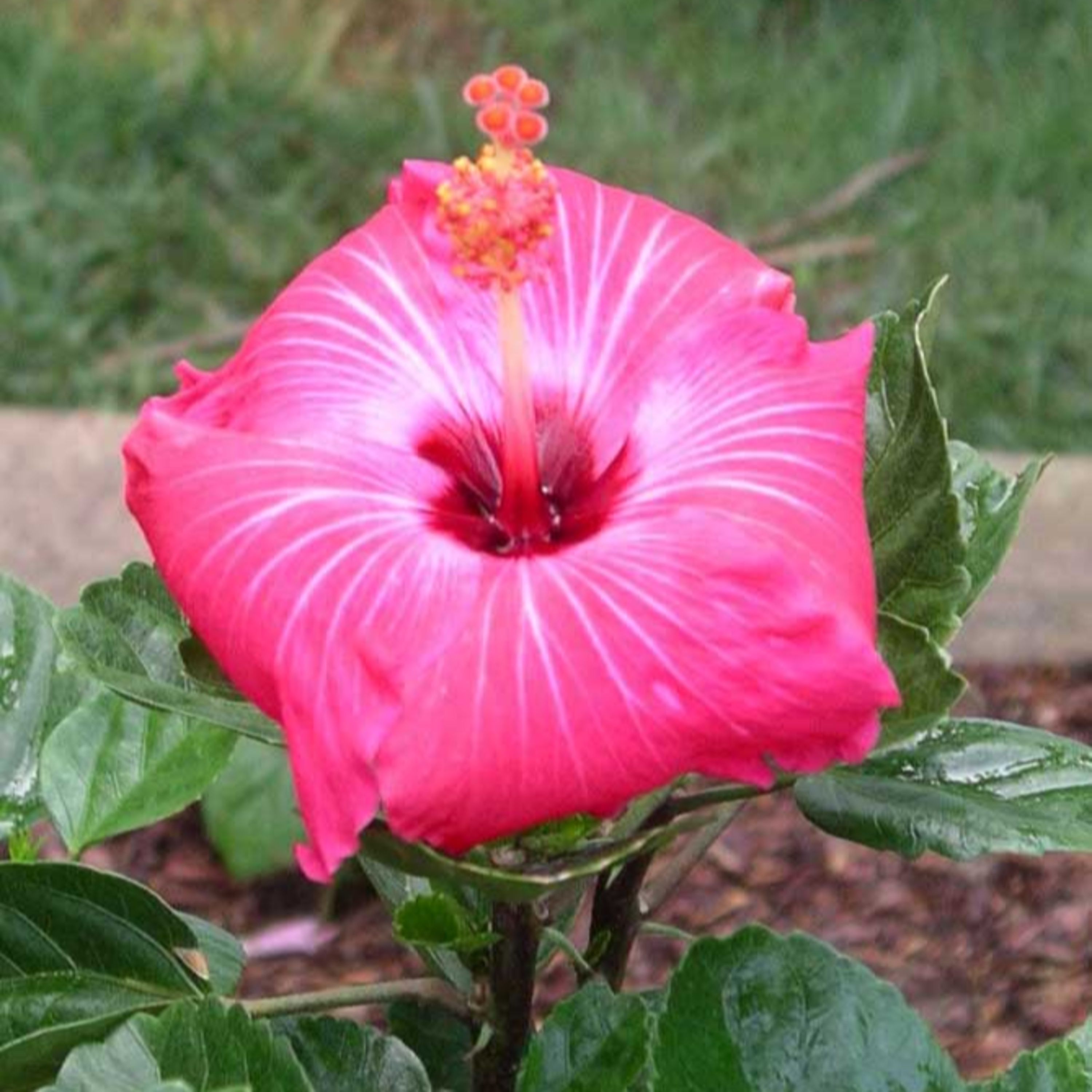 Stories Out Loud (for students who struggle with visual reading)