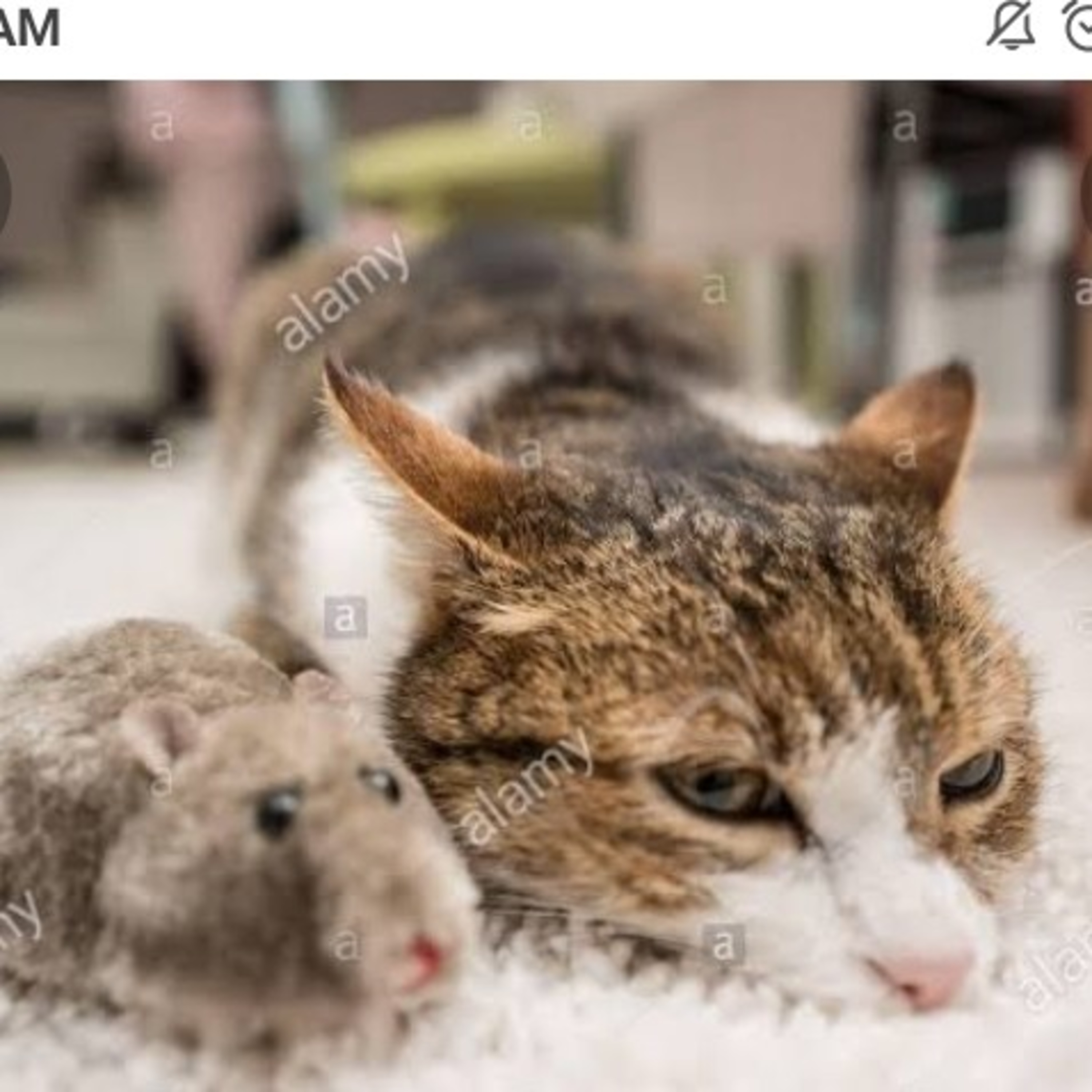 🐈લોમાસા બિલાડો અને પલિત ઉંદર🐀 episode artwork