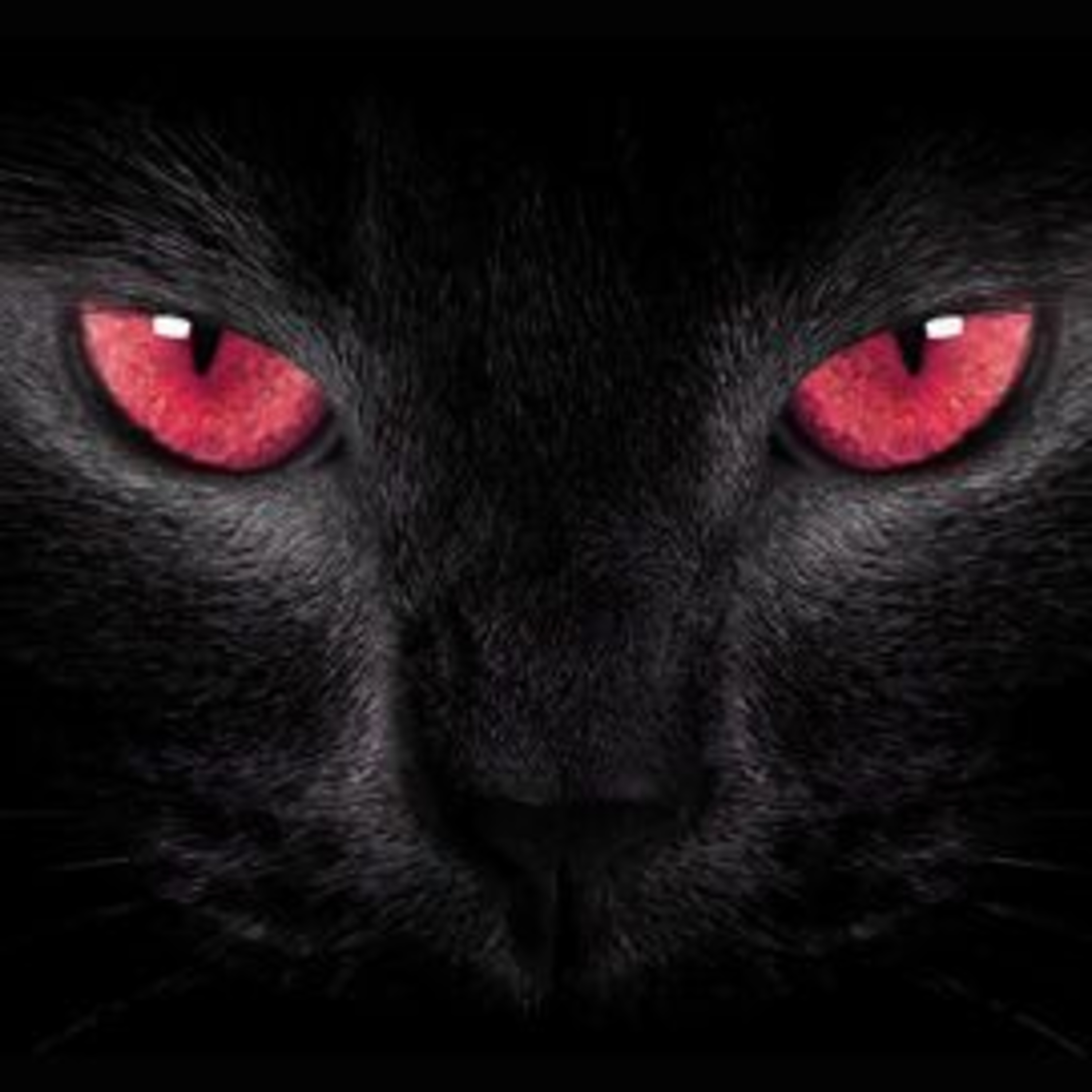 Warrior Cats Backstory to Evil