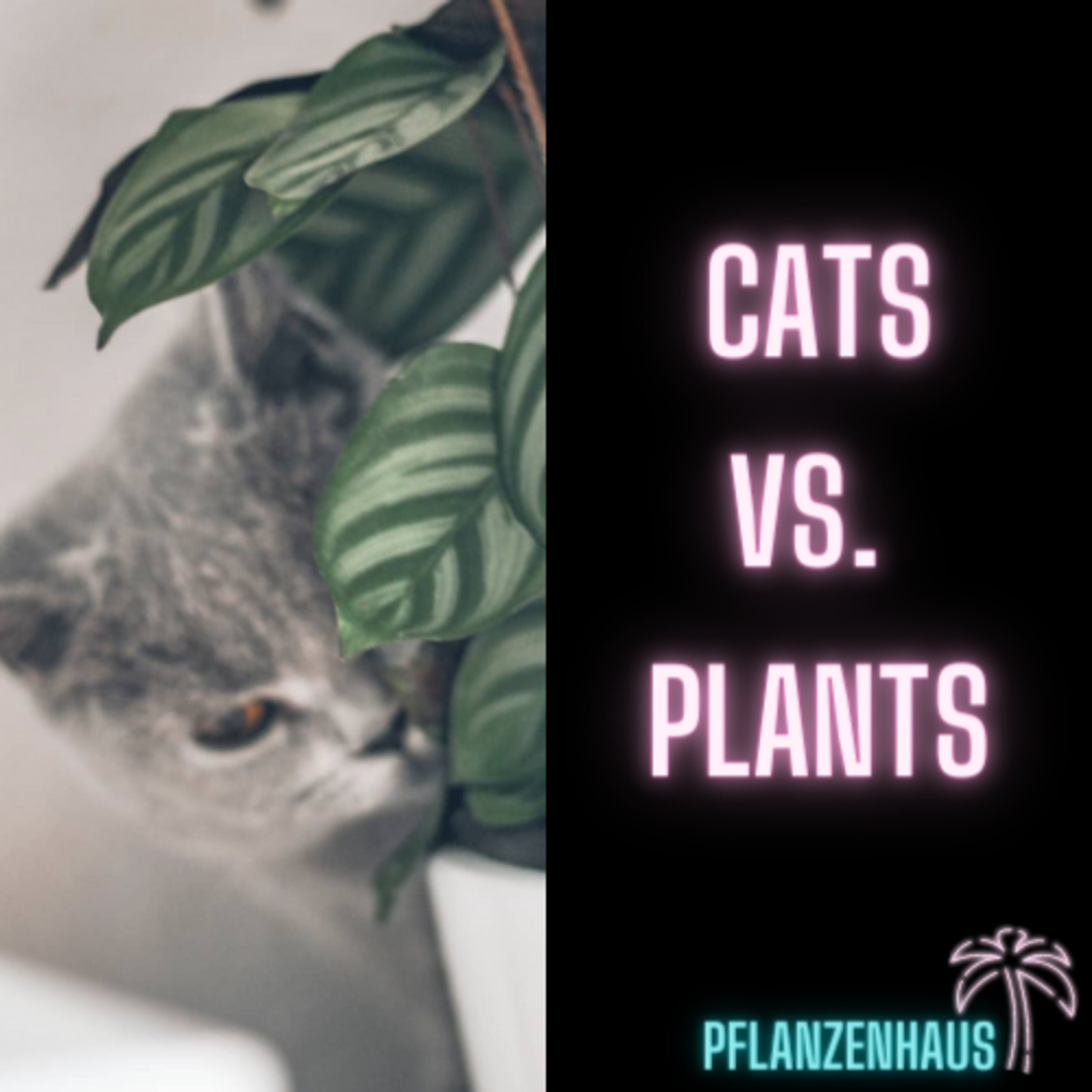 Cats vs. Plants ?! 