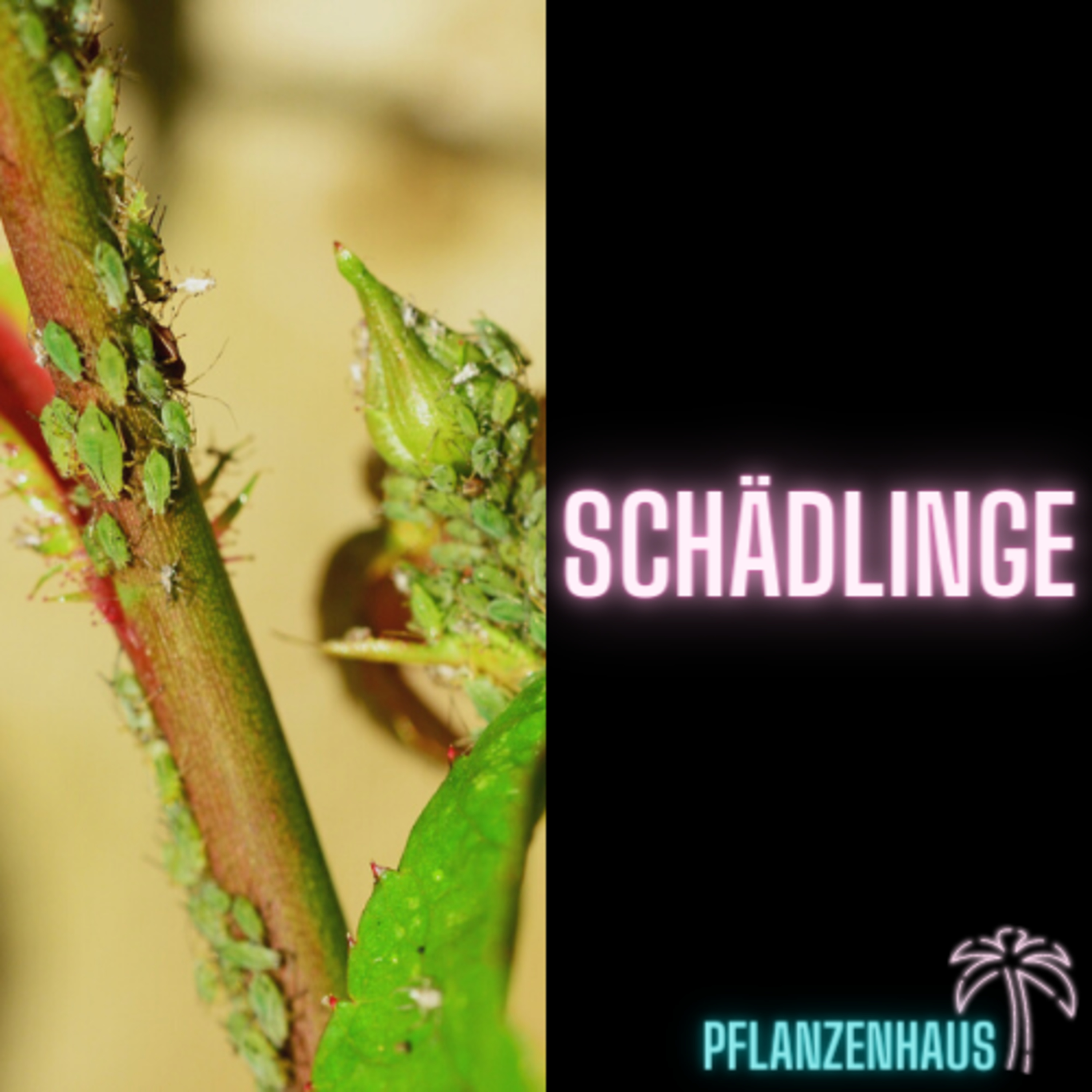 Schädlinge