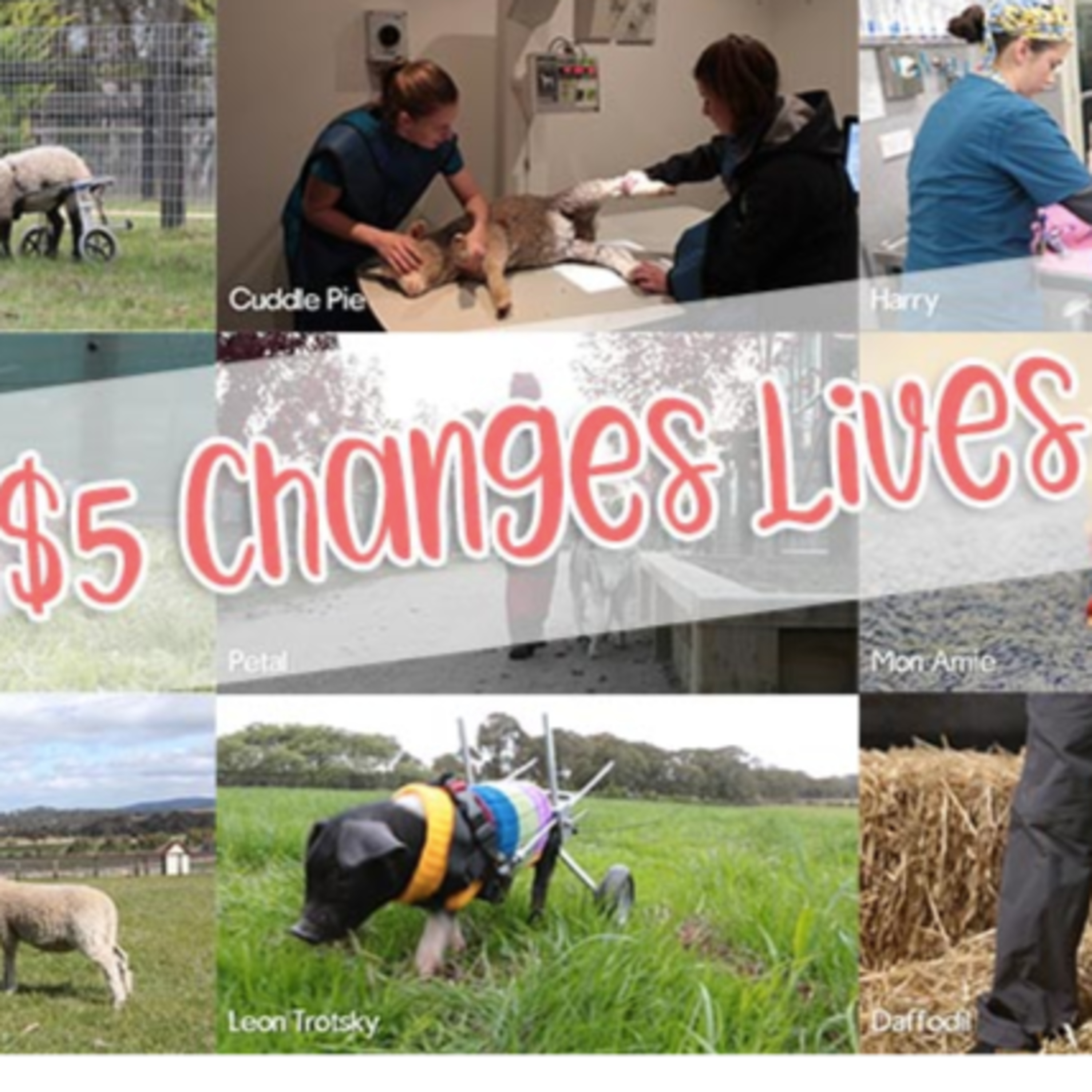 218/365 What a day! - Vimukti talks about playing healing harp to a distressed sheep and helping kangaroos in Victoria Australia  episode artwork