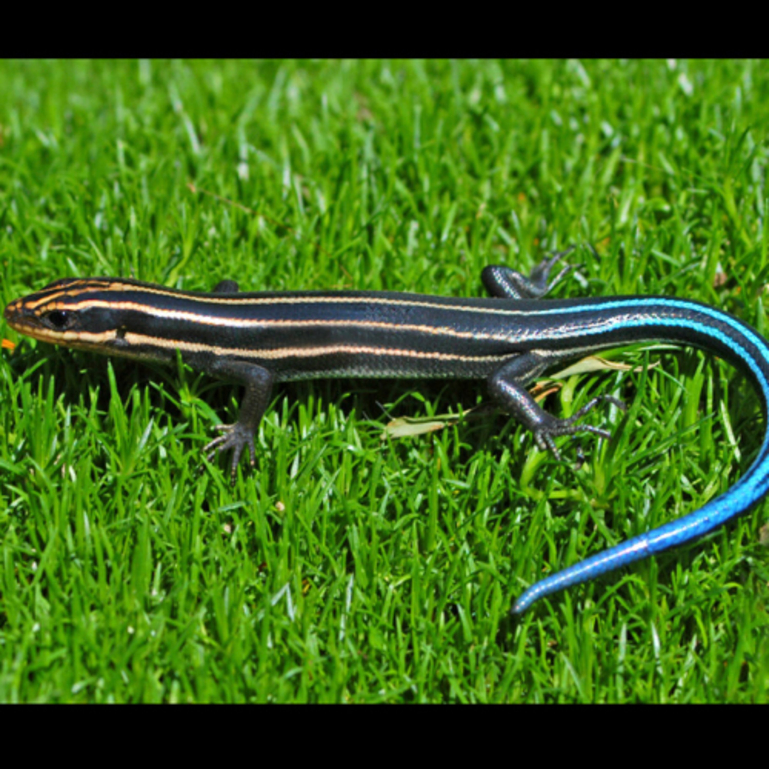 Something Skinks  episode artwork