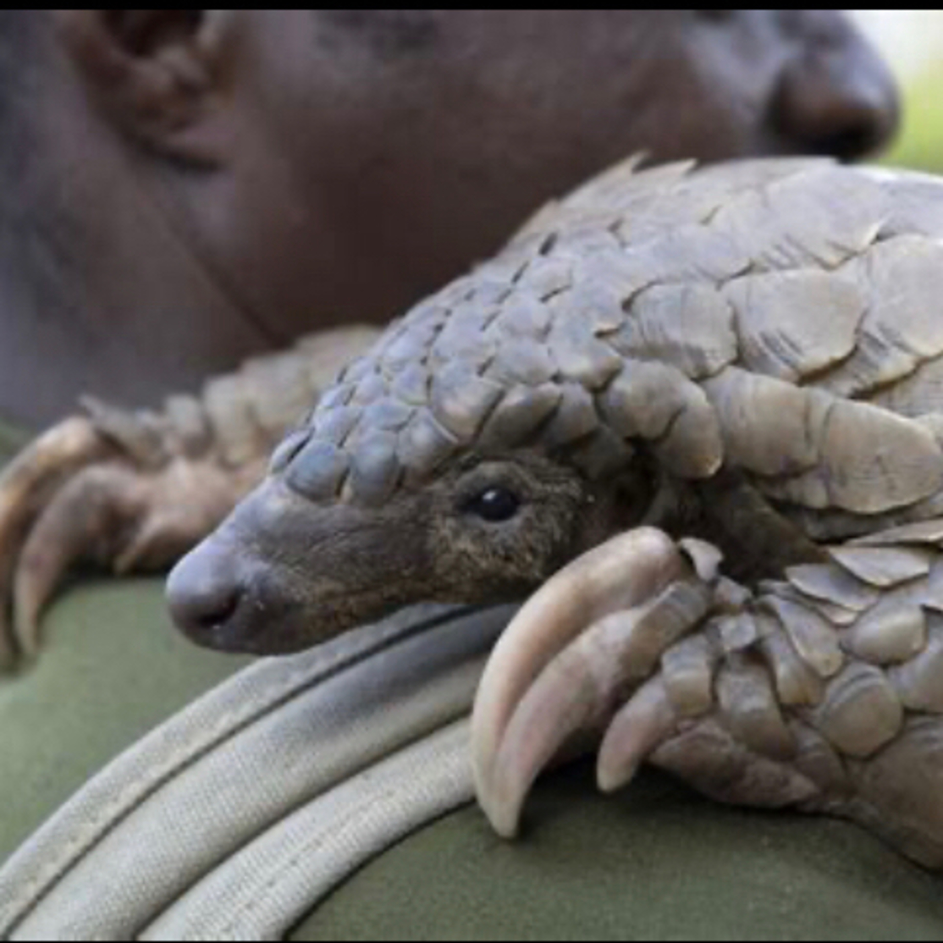 Pangolin
