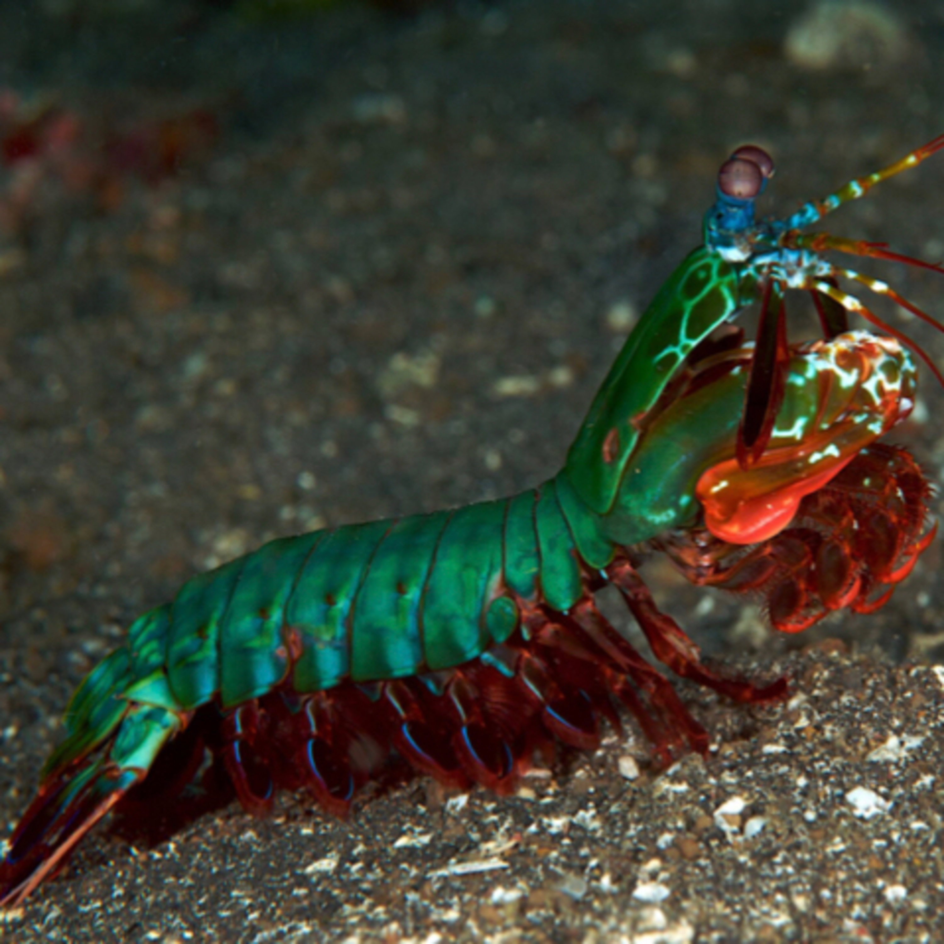Mantis Shrimp (SEASON 2)