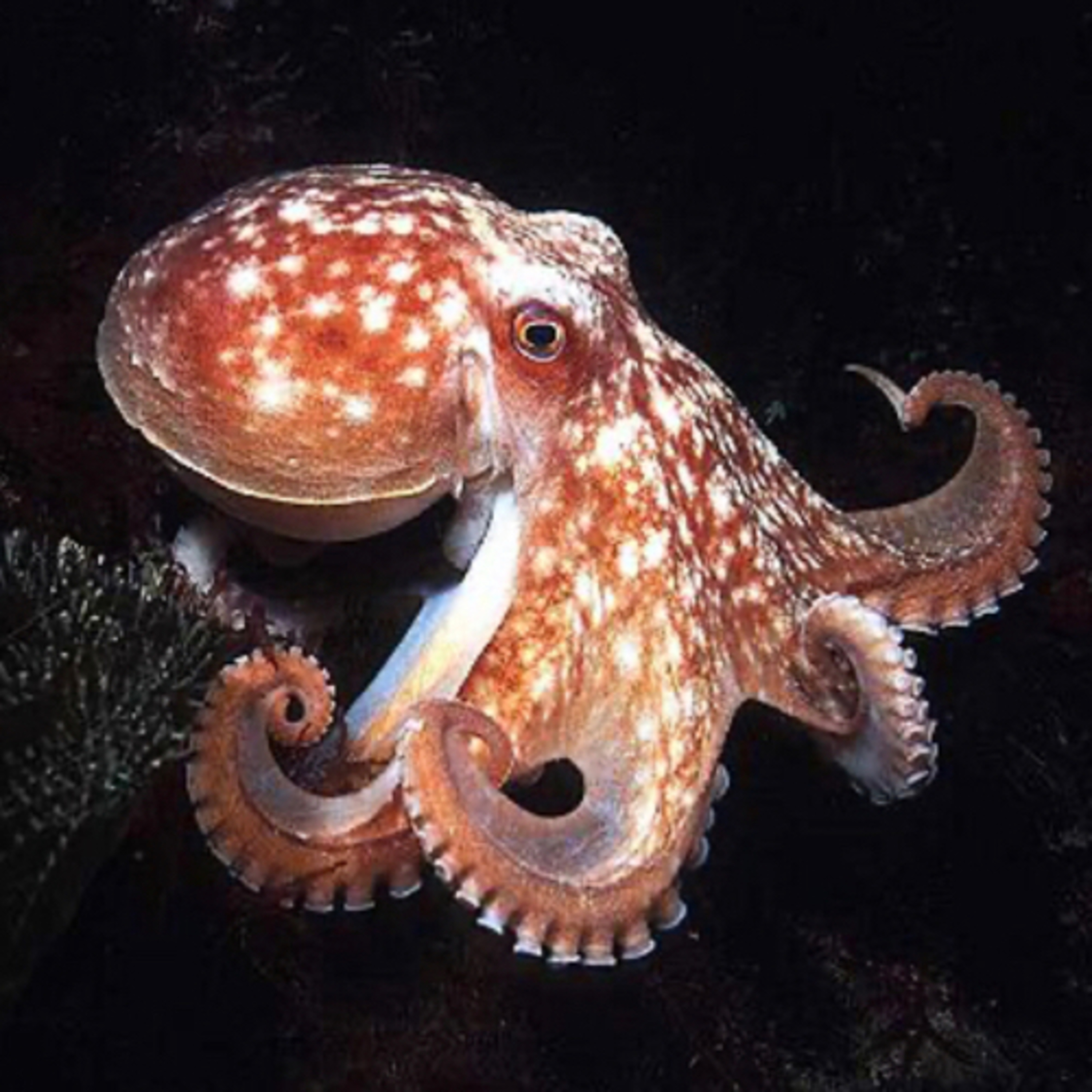 Observant Octopi