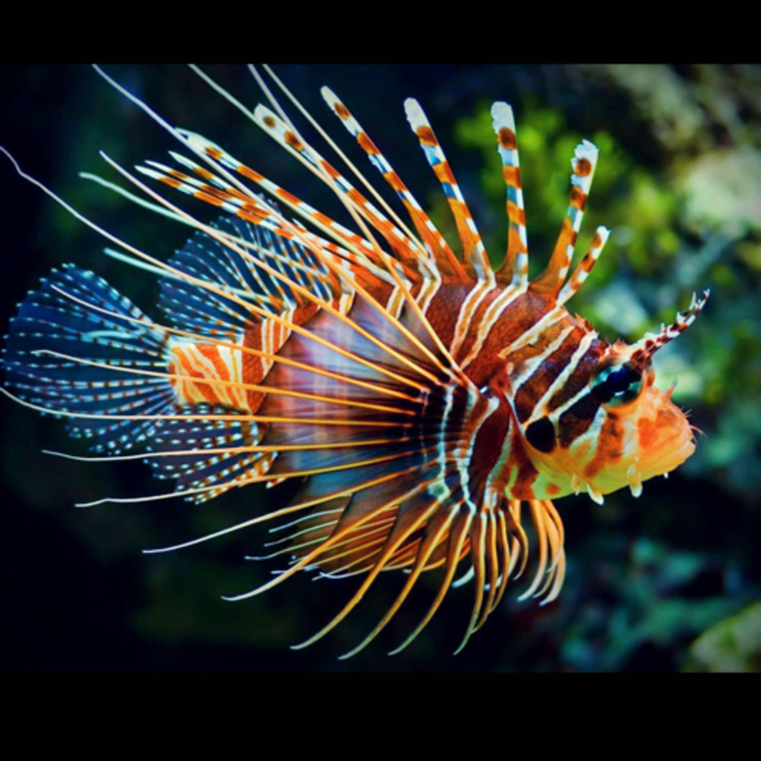 Lively lionfish