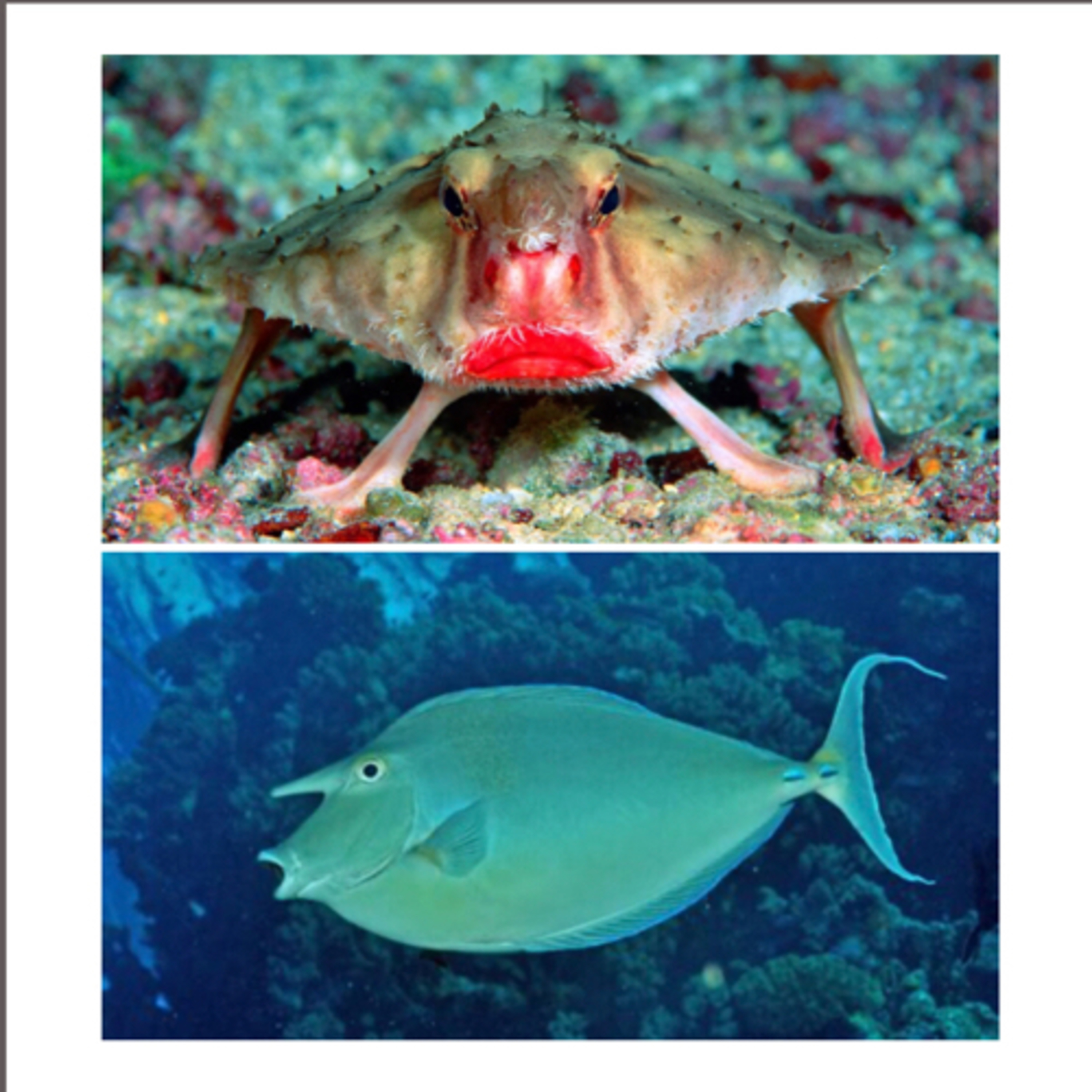 Red-Lipped Bat fish and Unicorn fish