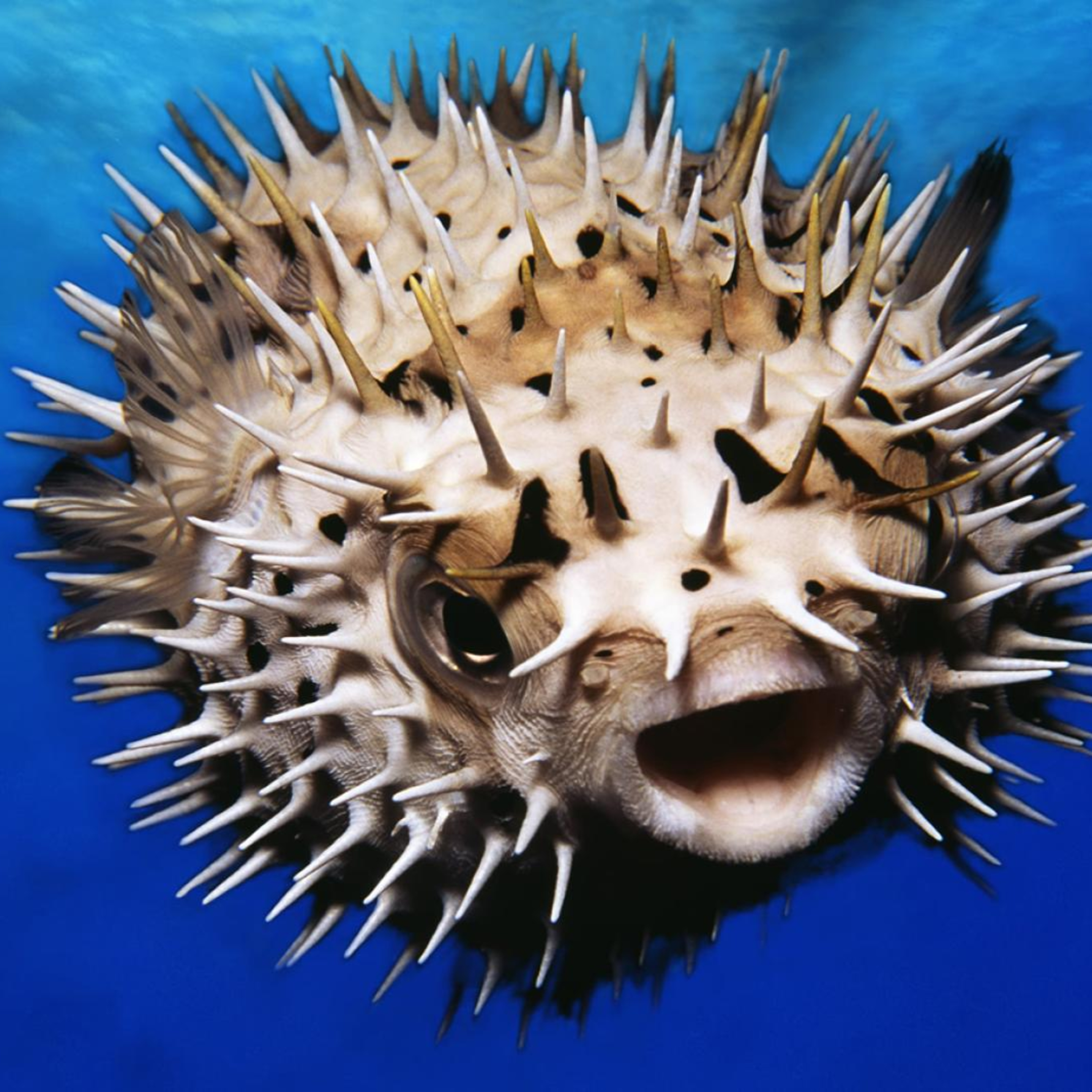Poisonous Pufferfish