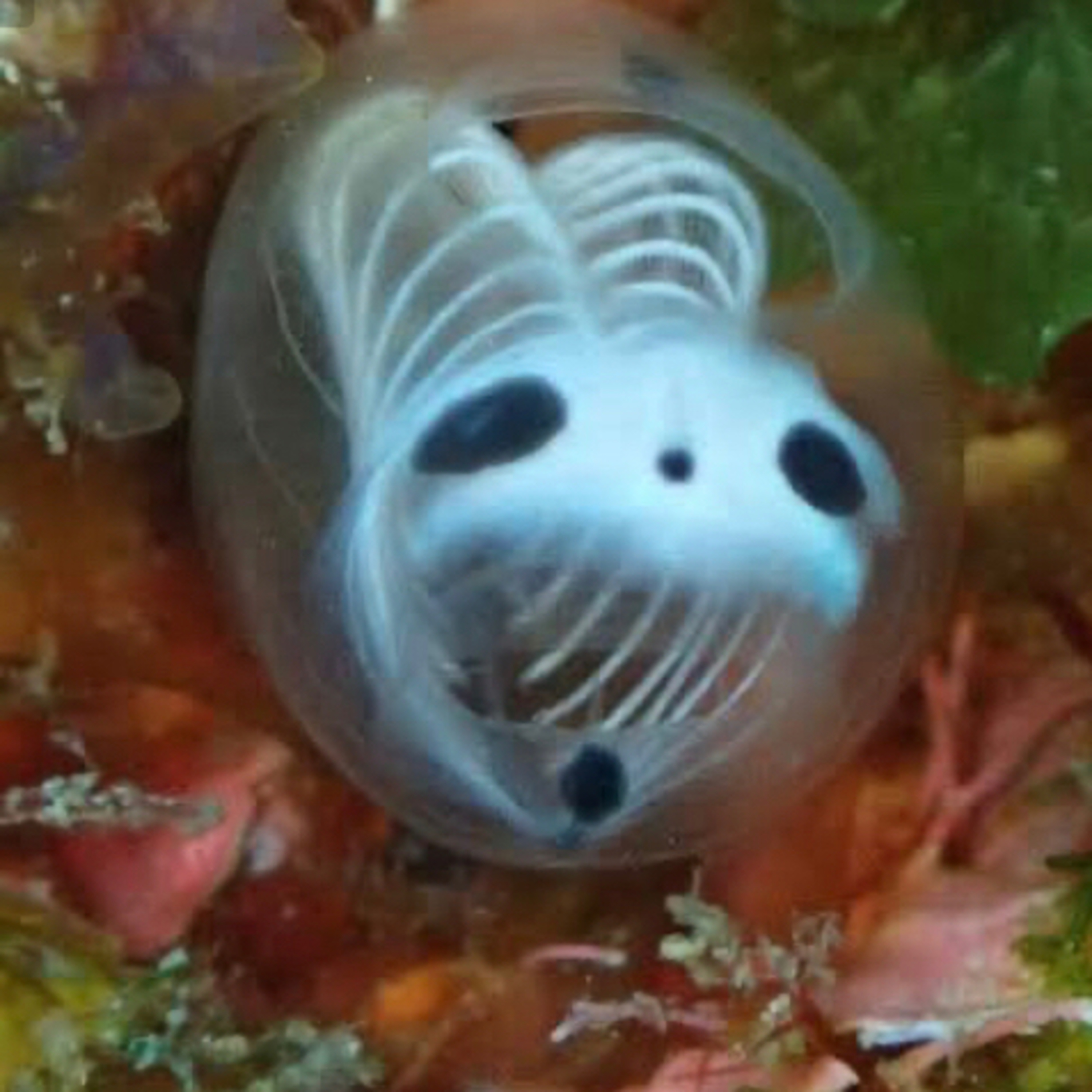 Skeleton ️ Panda Sea Squirt
