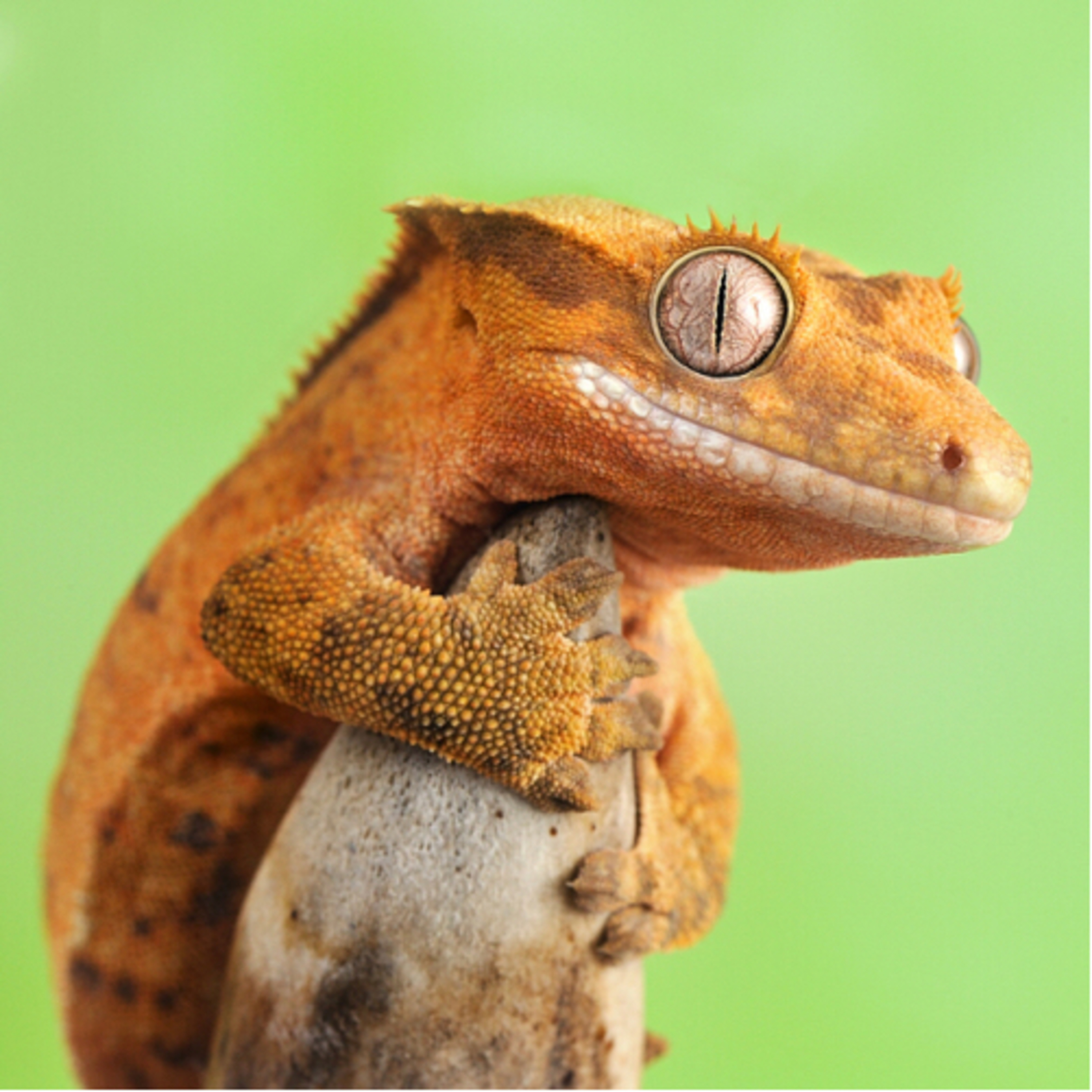 Crested Gecko
