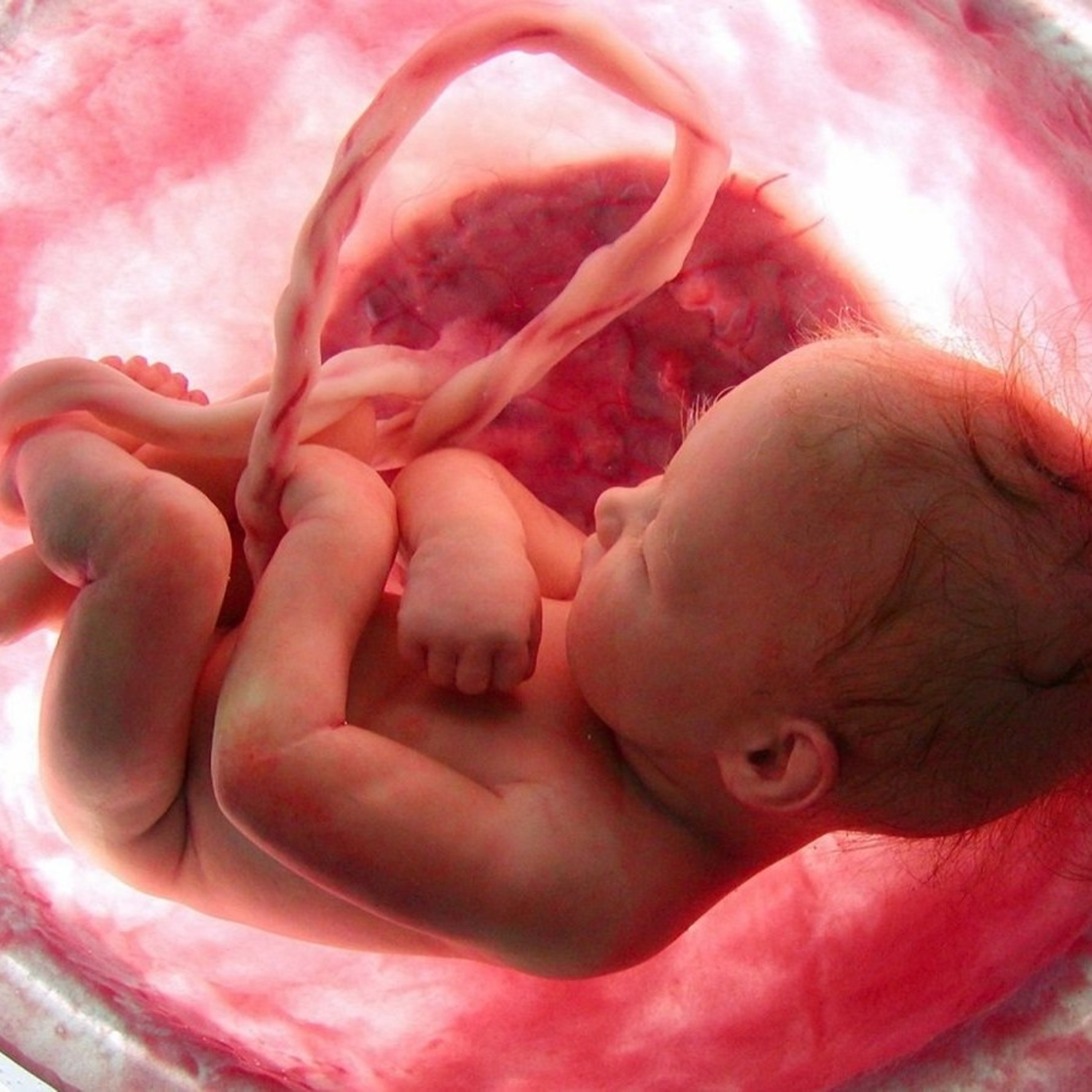 Desarrollo fetal episode artwork
