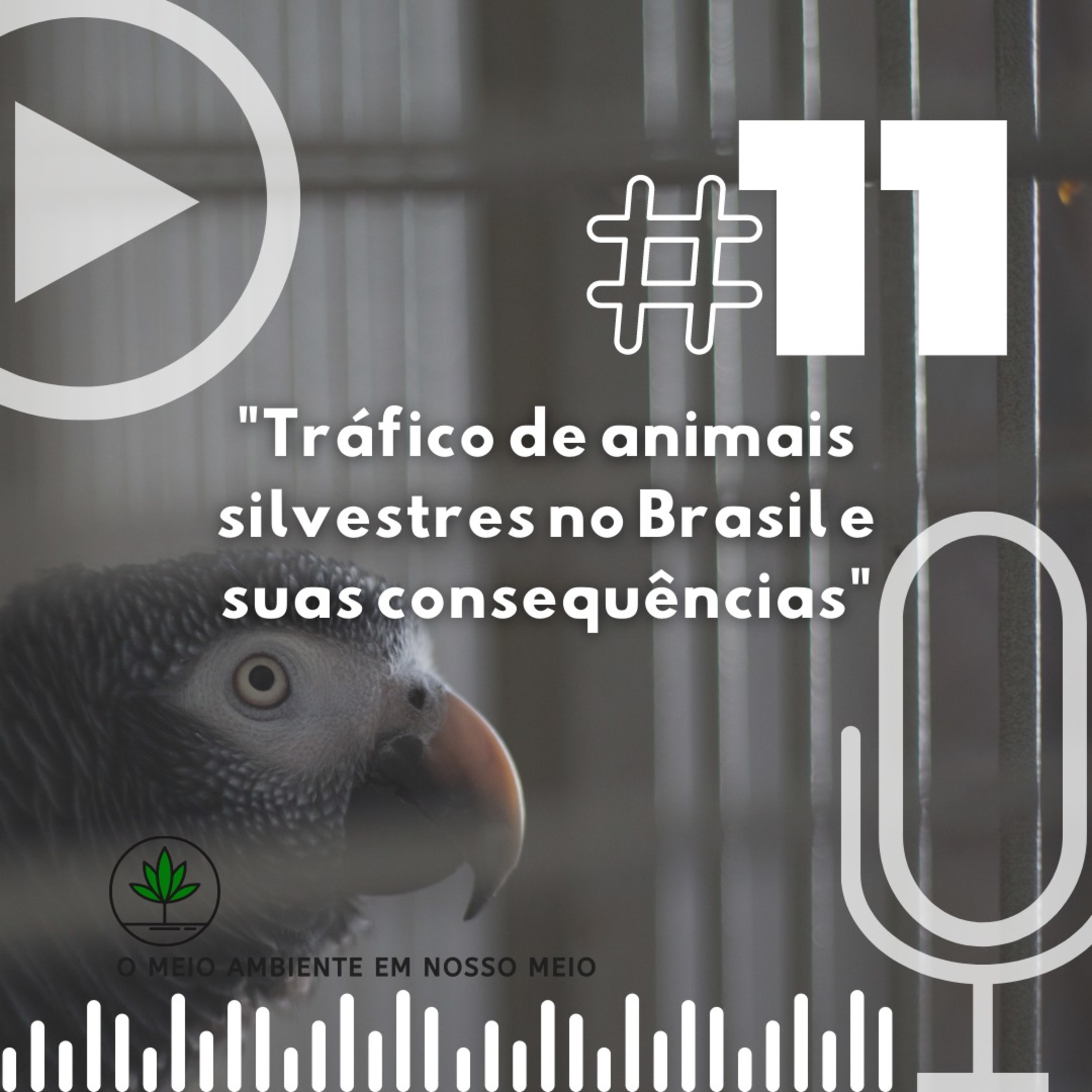 Tráfico de animais silvestres no Brasil e suas consequências