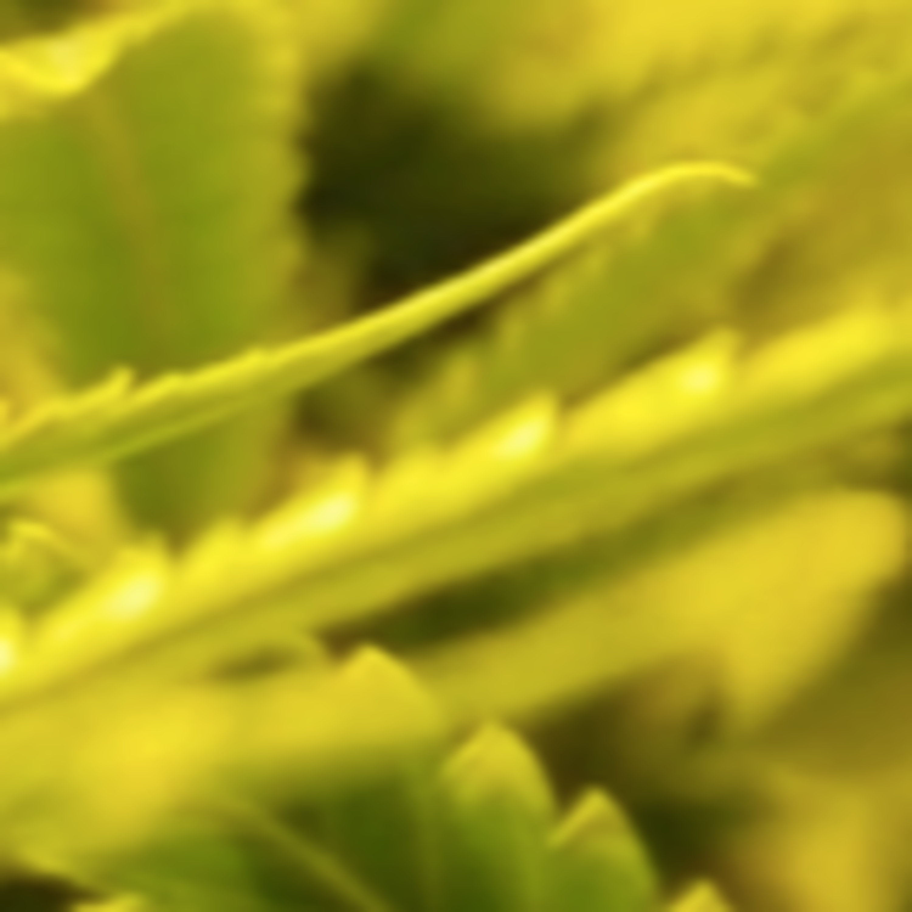 CannabisTech
