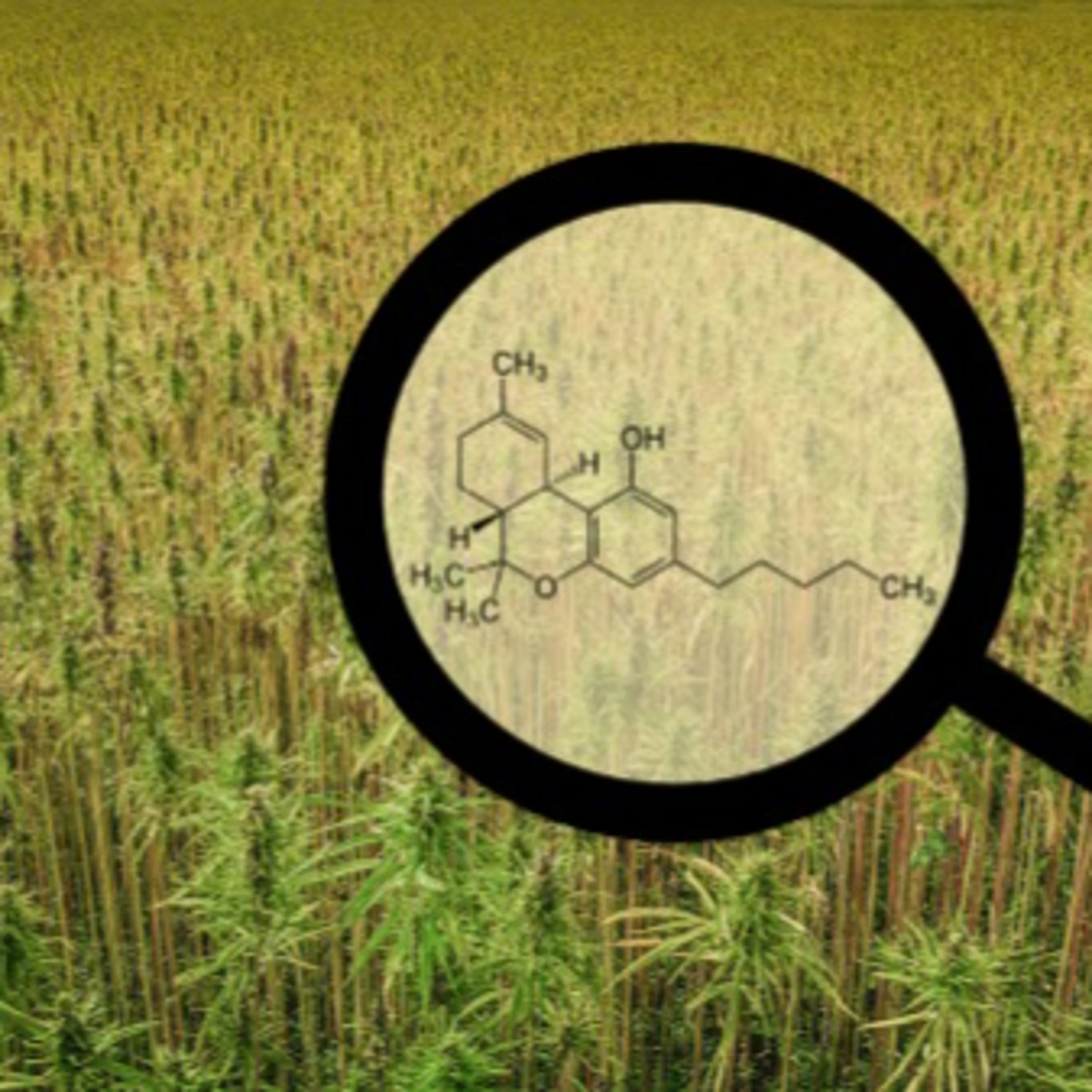CannabisTech