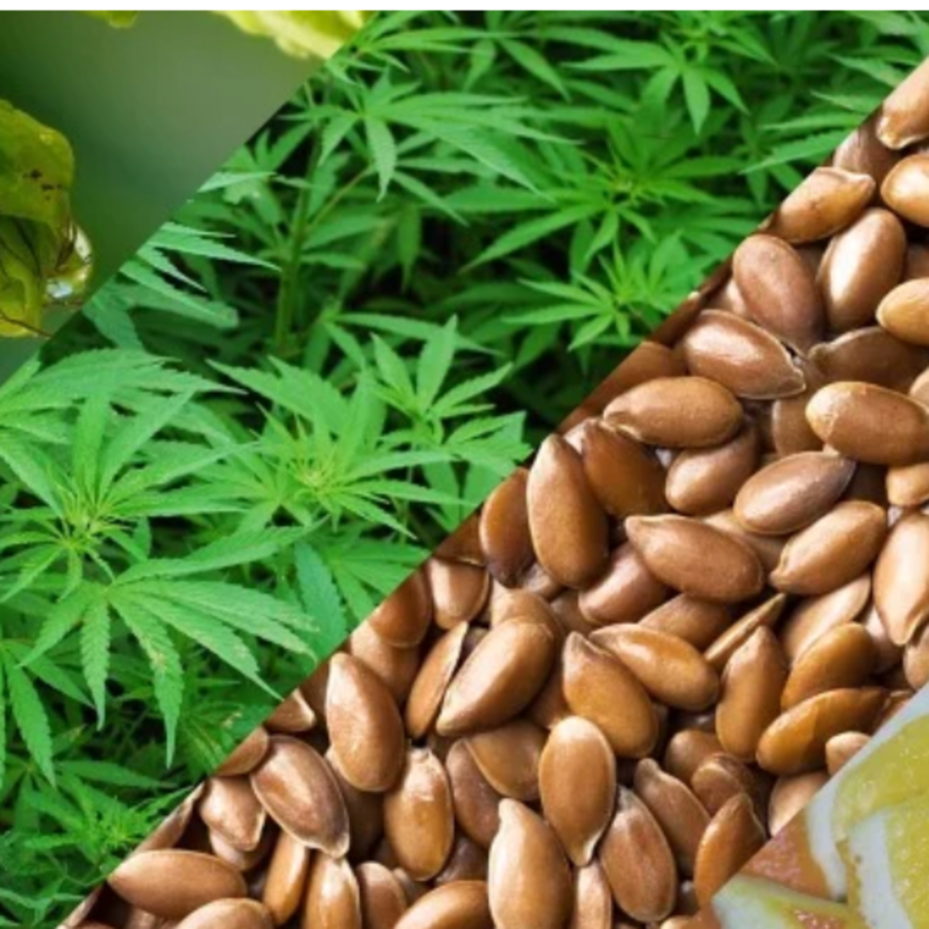 CannabisTech