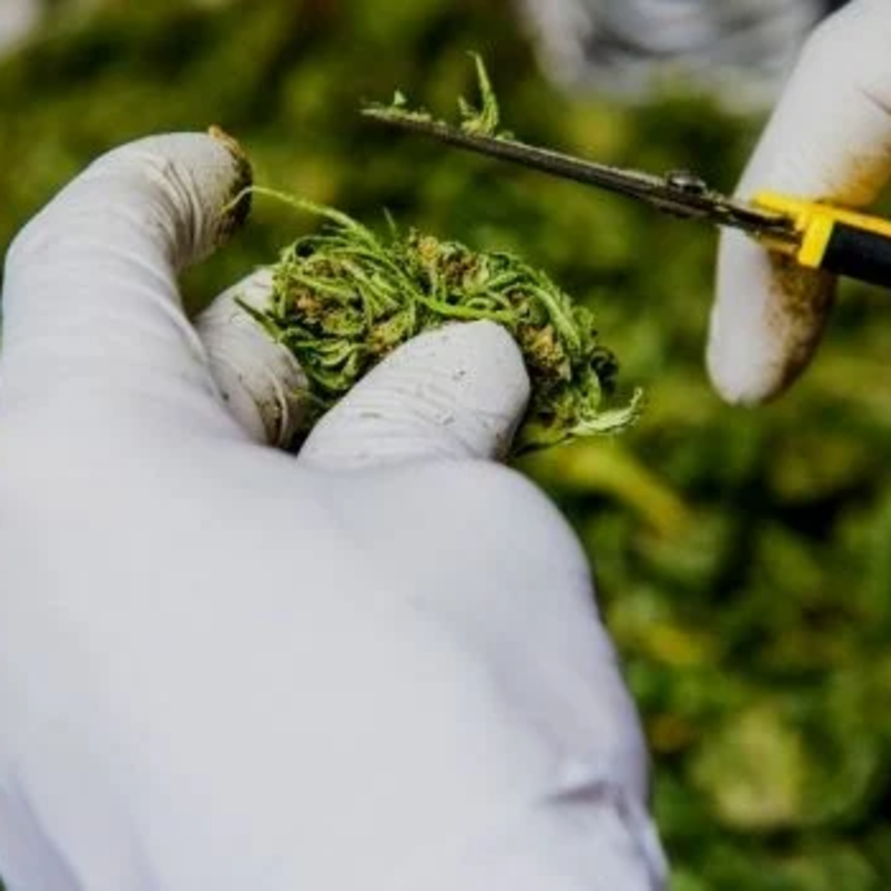 CannabisTech
