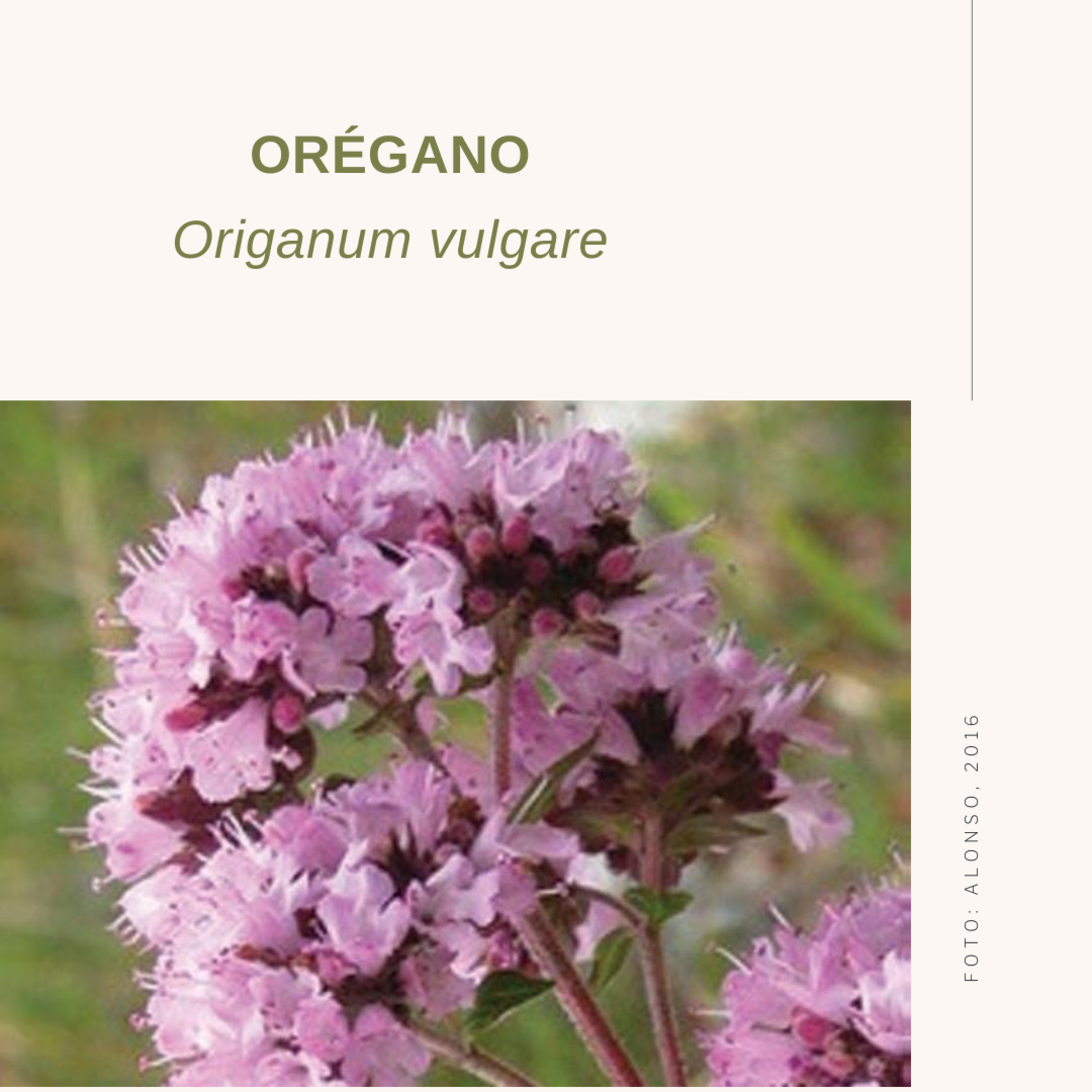 Série ervas aromáticas - ORÉGANO episode artwork