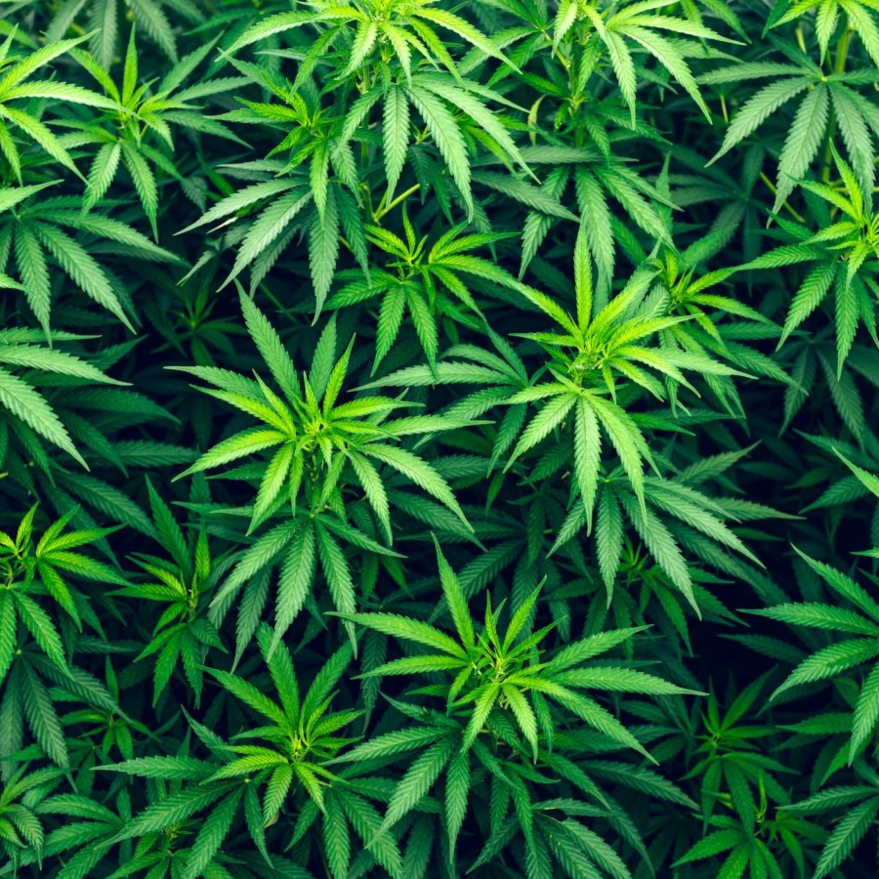 Oro verde