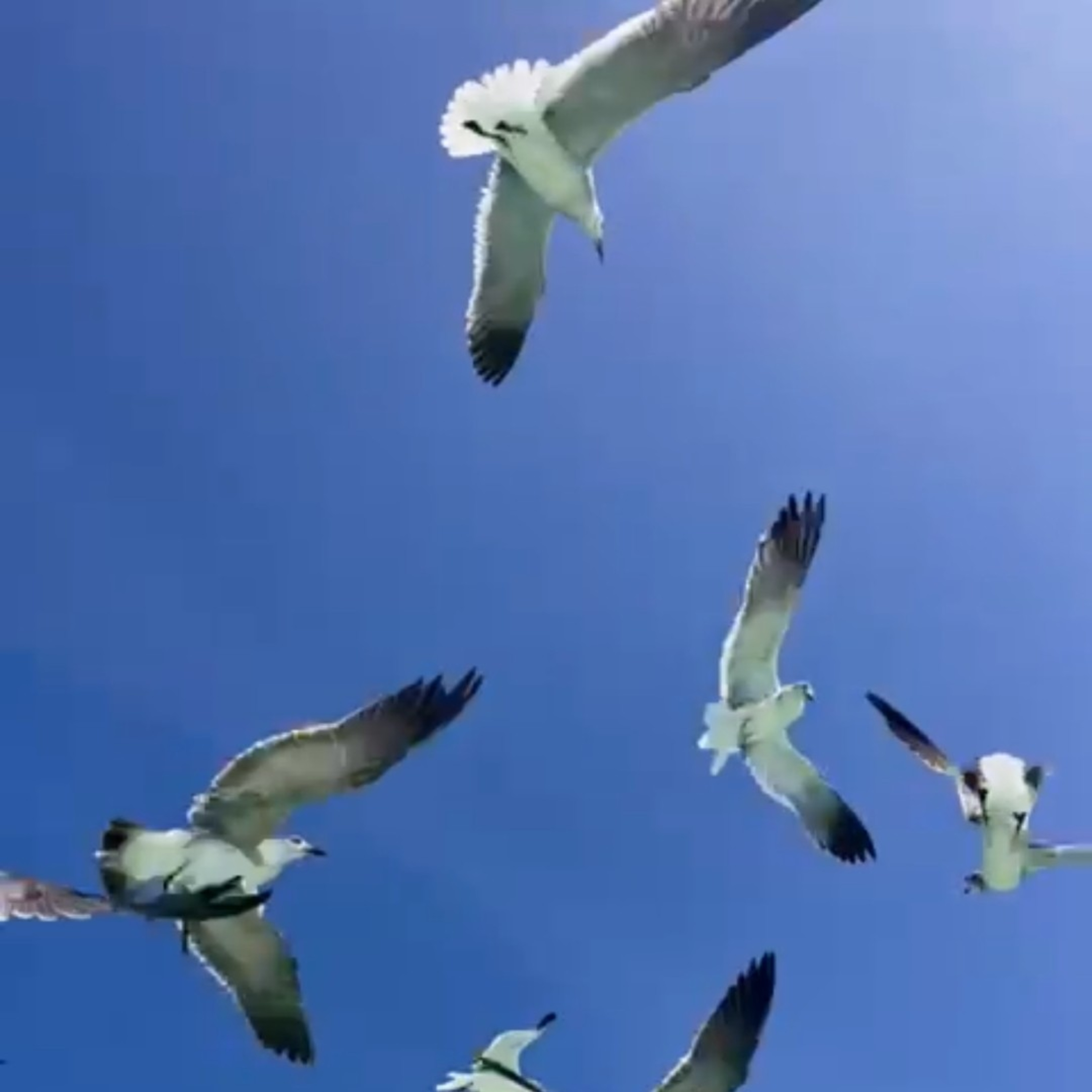 SON MIS INVITADOS