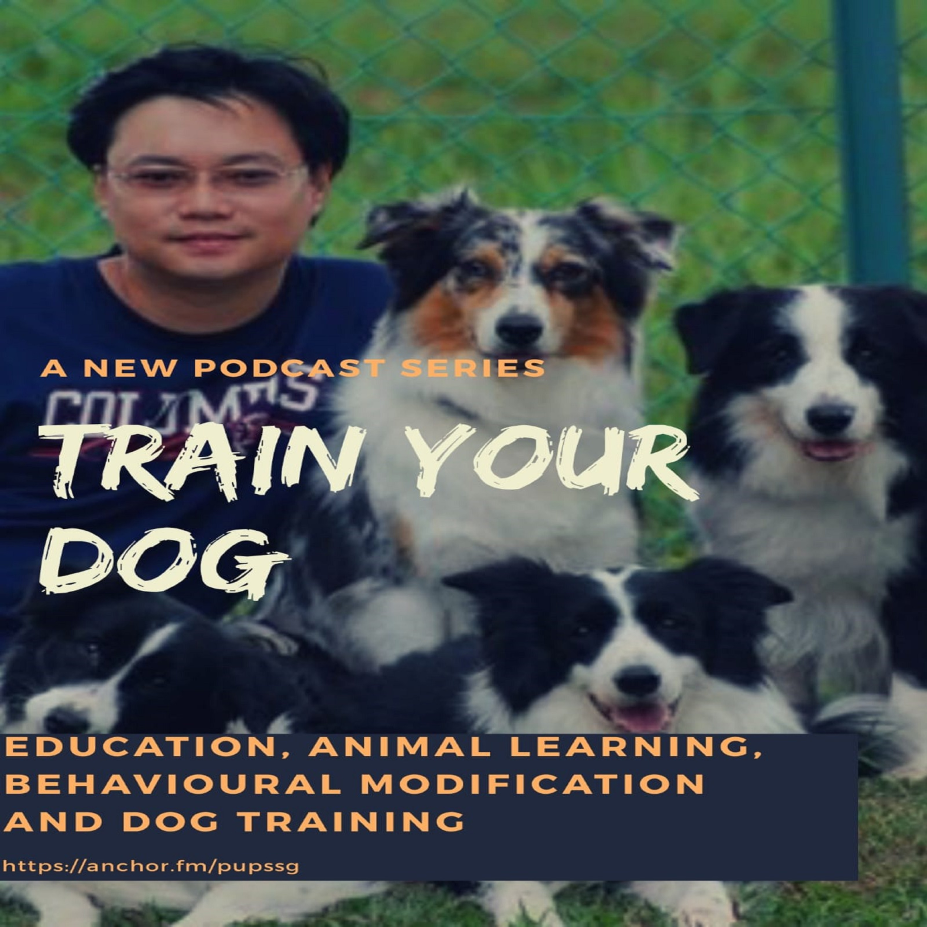 Train Your Dog