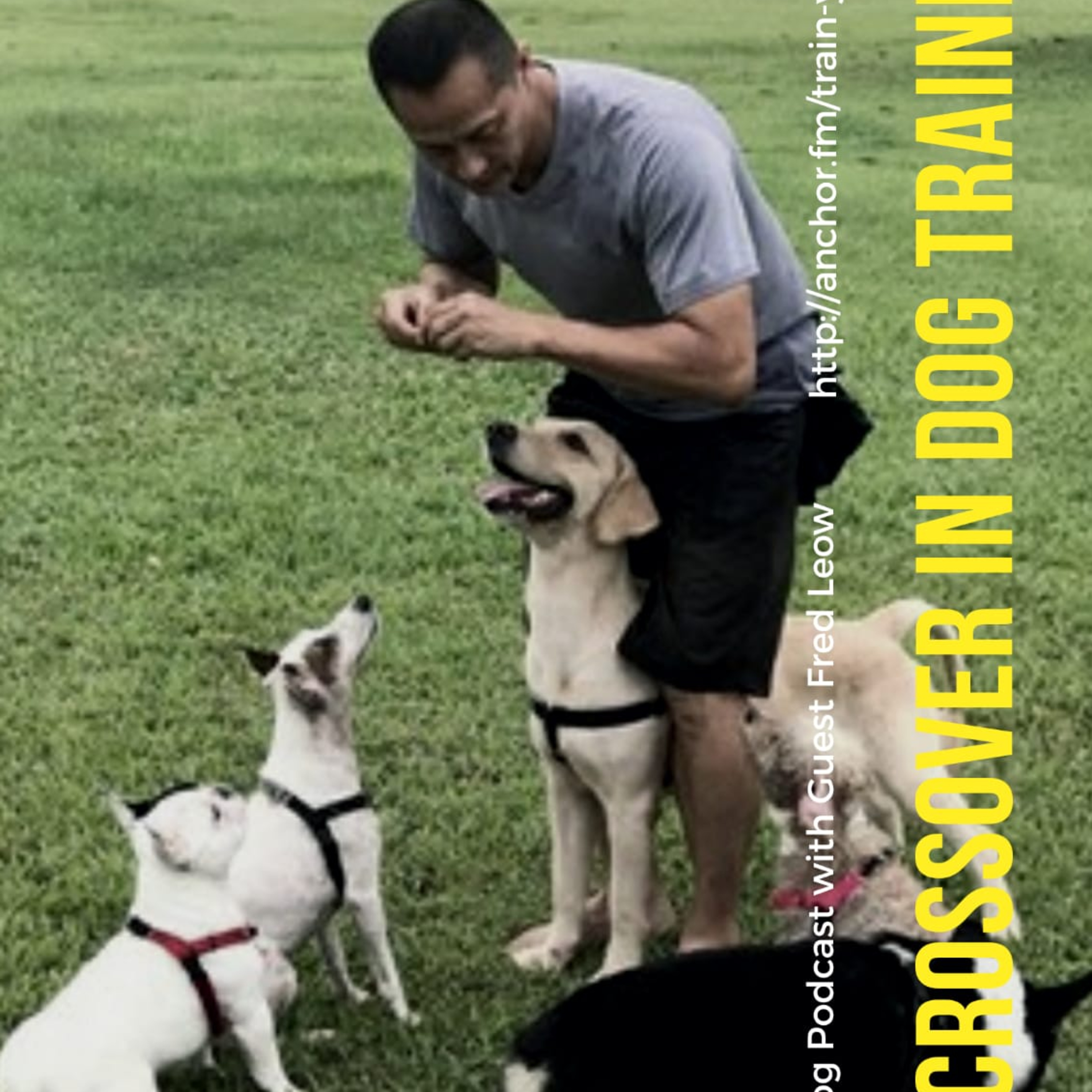 Train Your Dog
