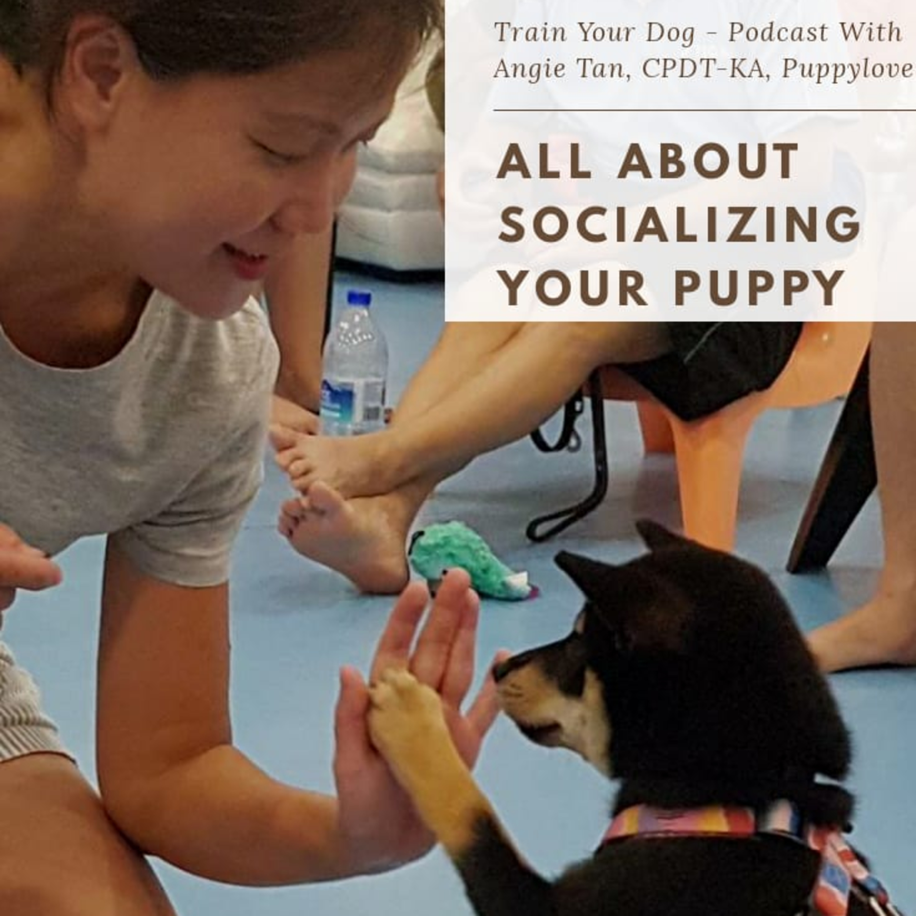 Train Your Dog
