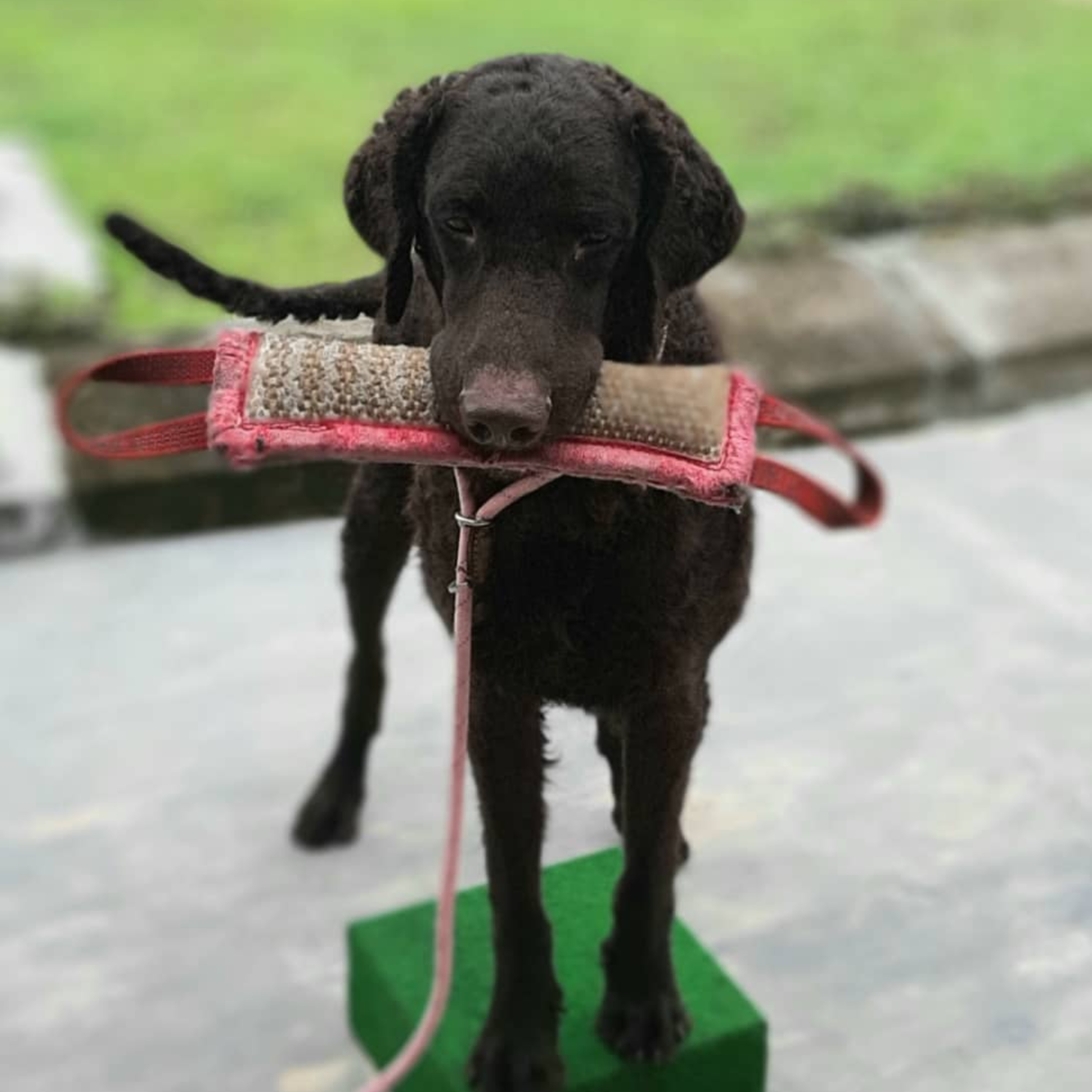 Train Your Dog