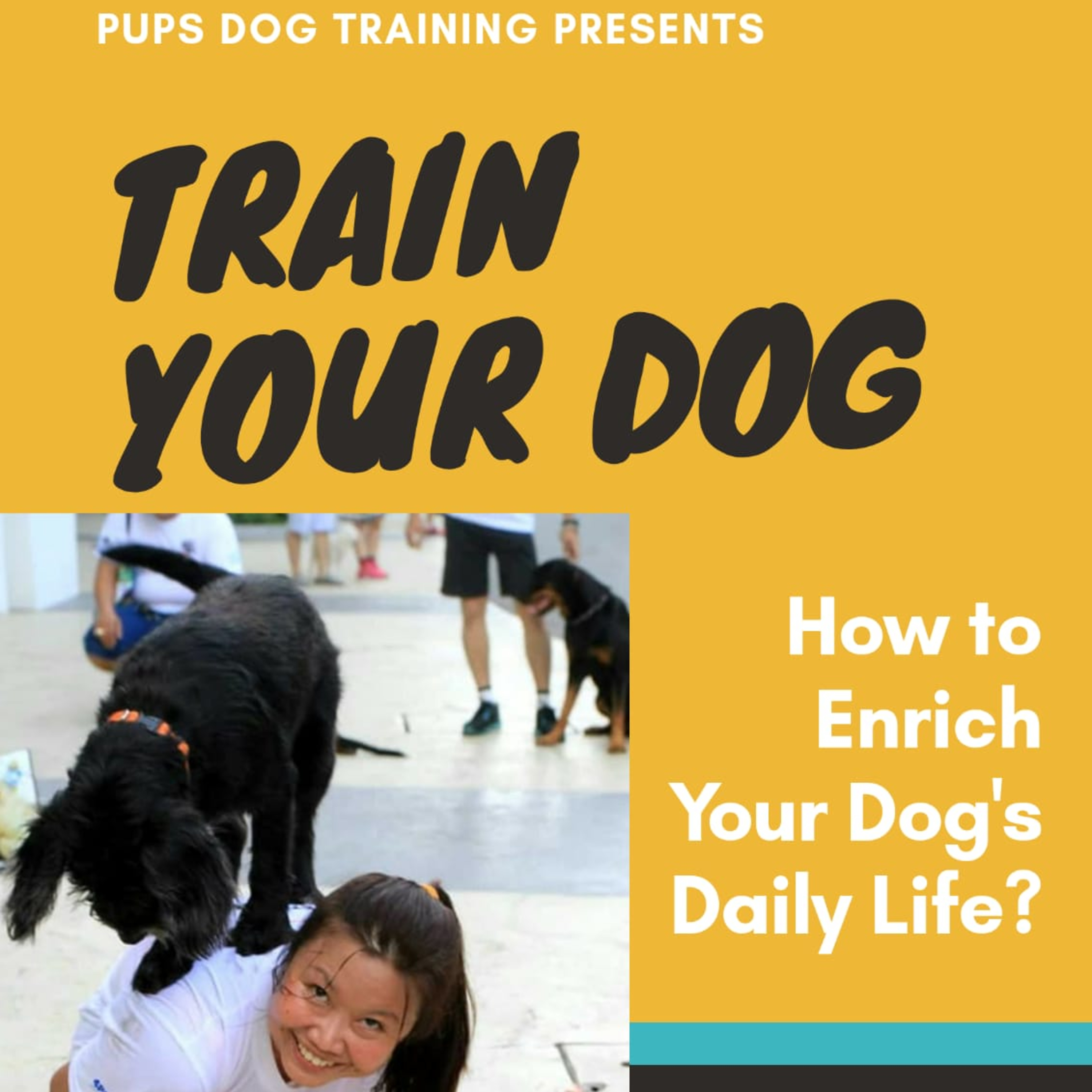 Train Your Dog